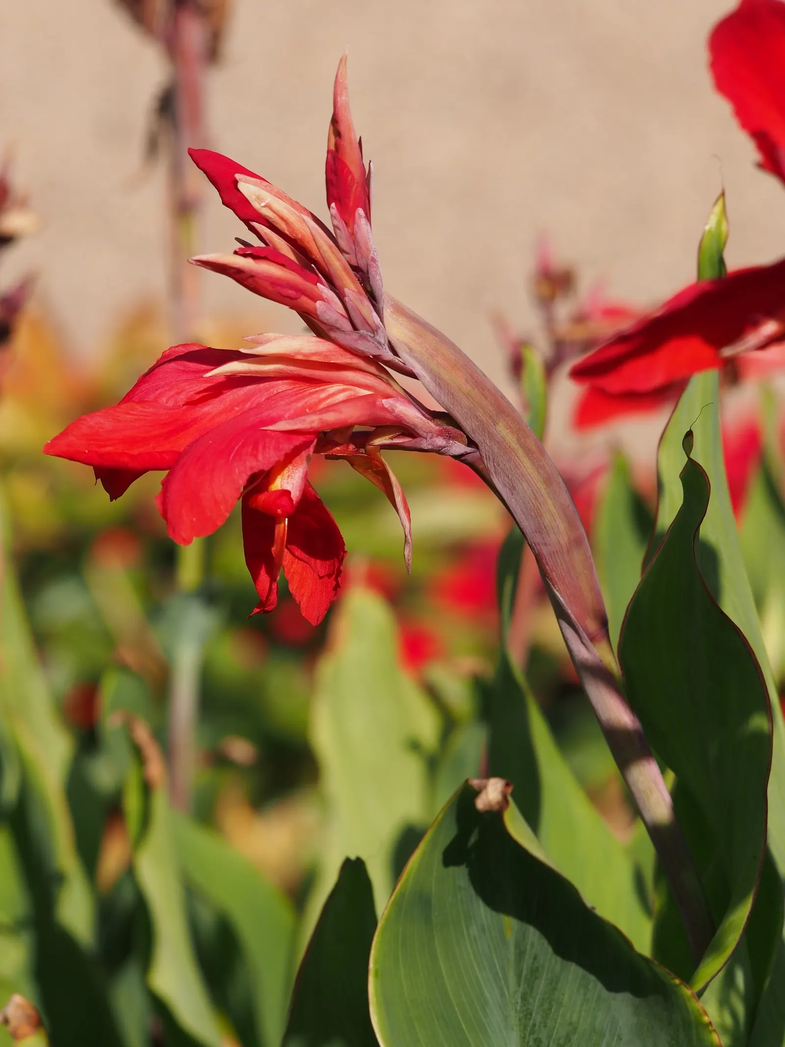 Canna (Canna X Generalis) — They create a dense clump; often multicolored flowers atop stems ranging 1.5-8 feet high, image 90