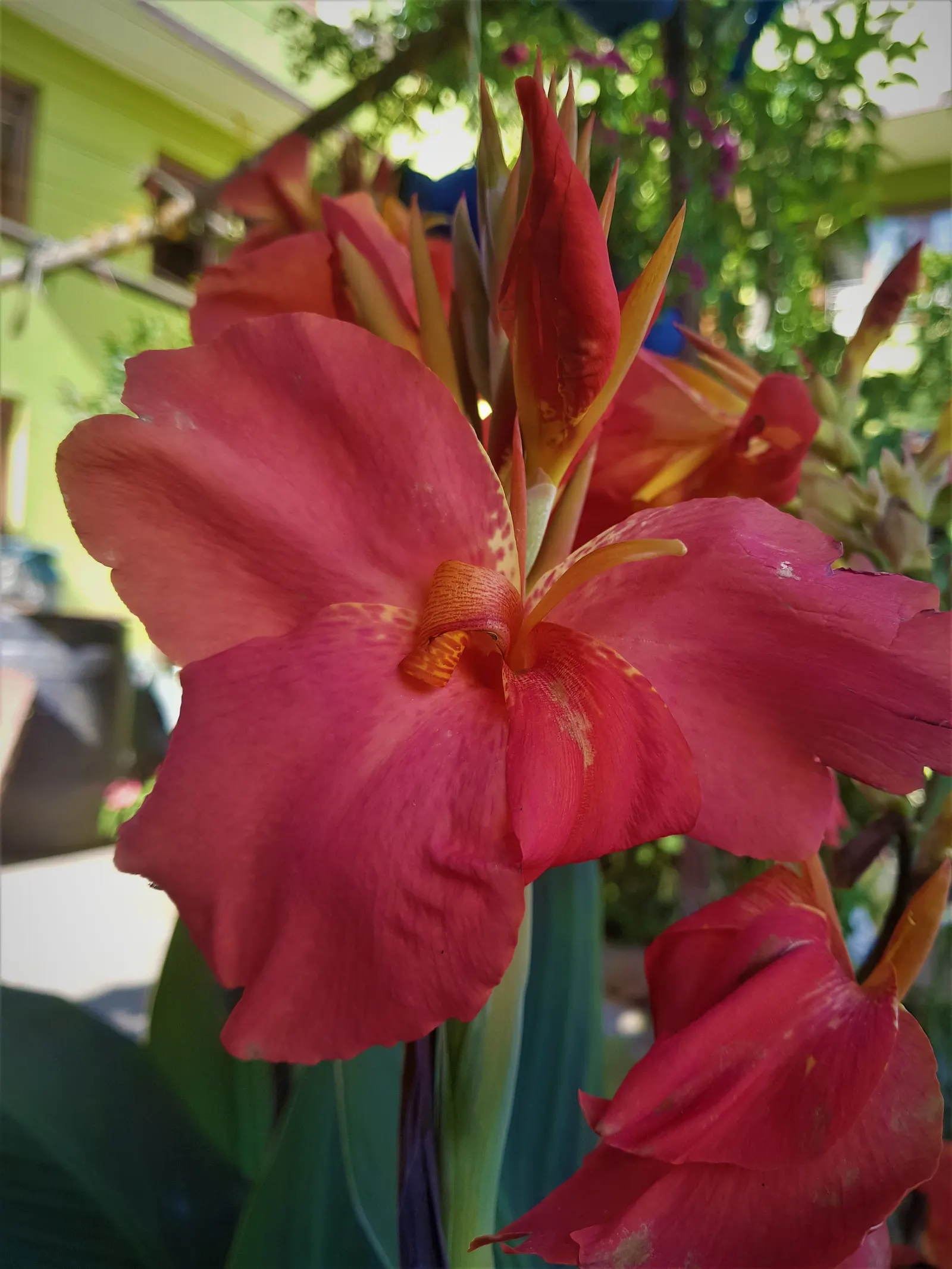 Canna (Canna X Generalis) — tropical foliage and bold; which make them a visual centerpiece in garden beds, image 106