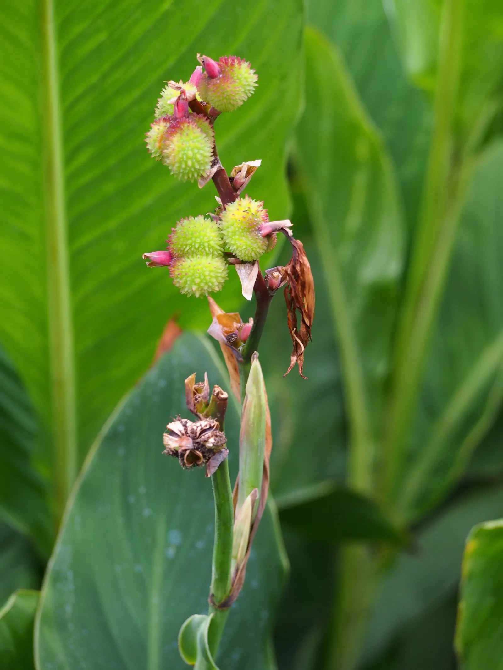 Canna (Canna X Generalis) — often multicolored flowers atop stems ranging 1.5-8 feet high; these robust perennials thrive in USDA hardiness zones 7, image 55