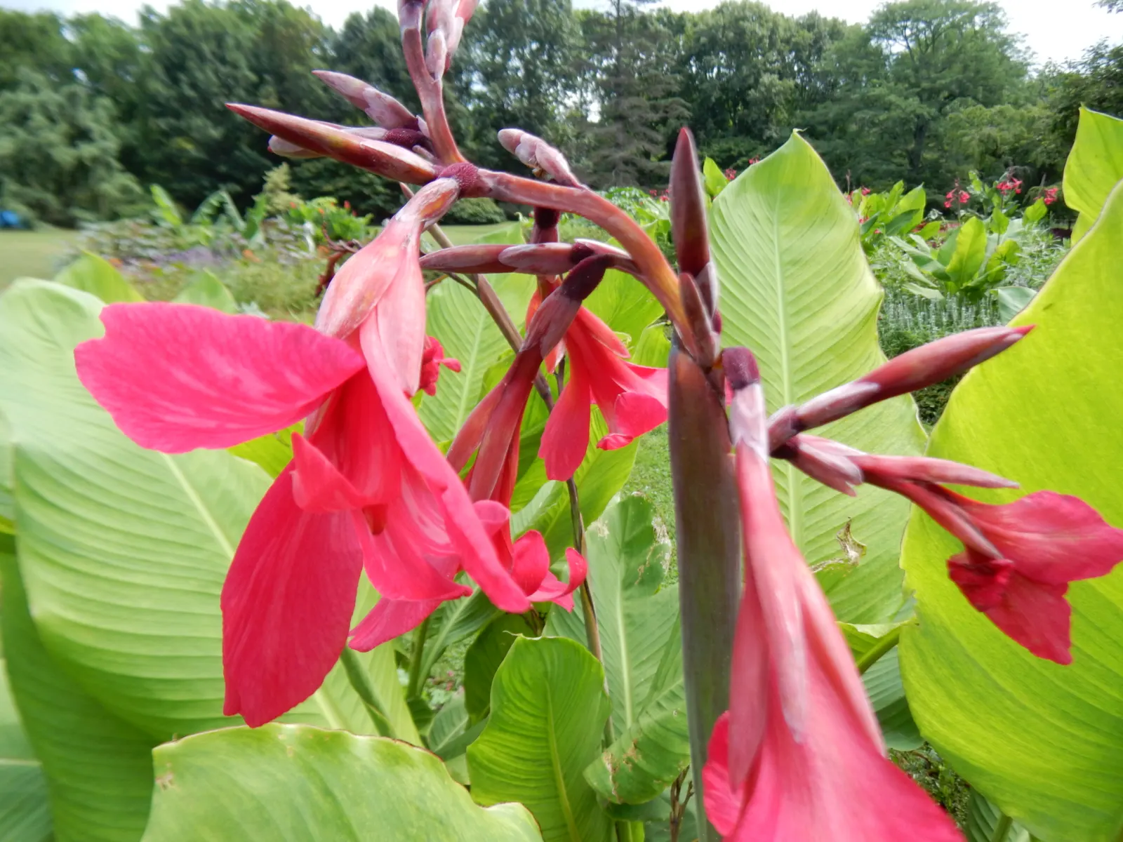Canna (Canna X Generalis) — Their vibrant presence ideally suits borders; typically reaching heights of 1.5 to 6 feet, image 84