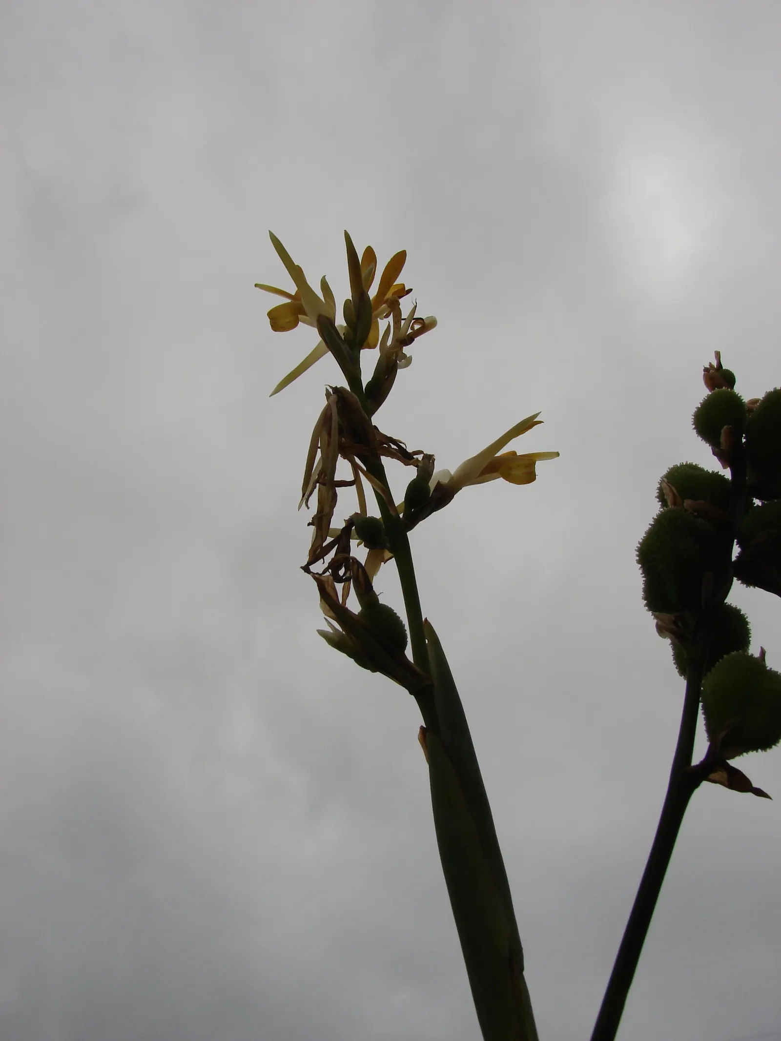 Canna (Canna X Generalis) — The leaves are large and paddle-shaped