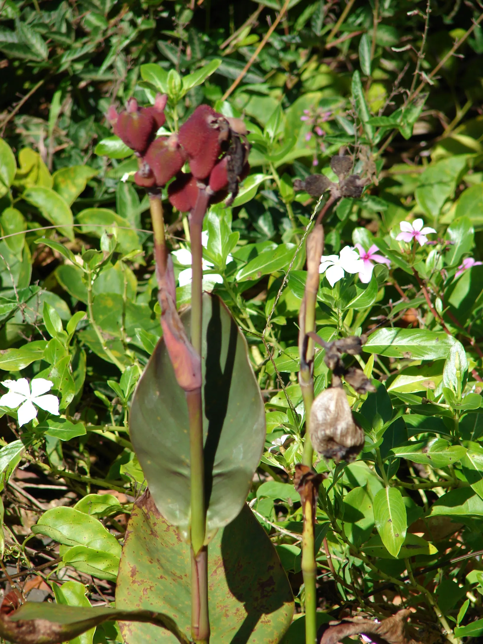 Canna (Canna X Generalis) — Their vibrant presence ideally suits borders