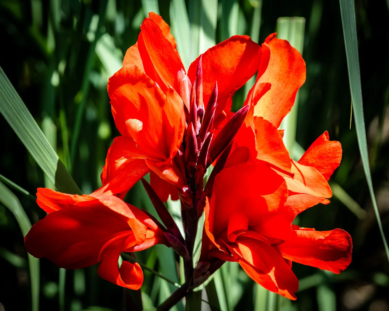 Canna (Canna X Generalis) — making them an economical and enduring choice.<br><br>Note: Measurements provided are in imperial units; tropical, image 75