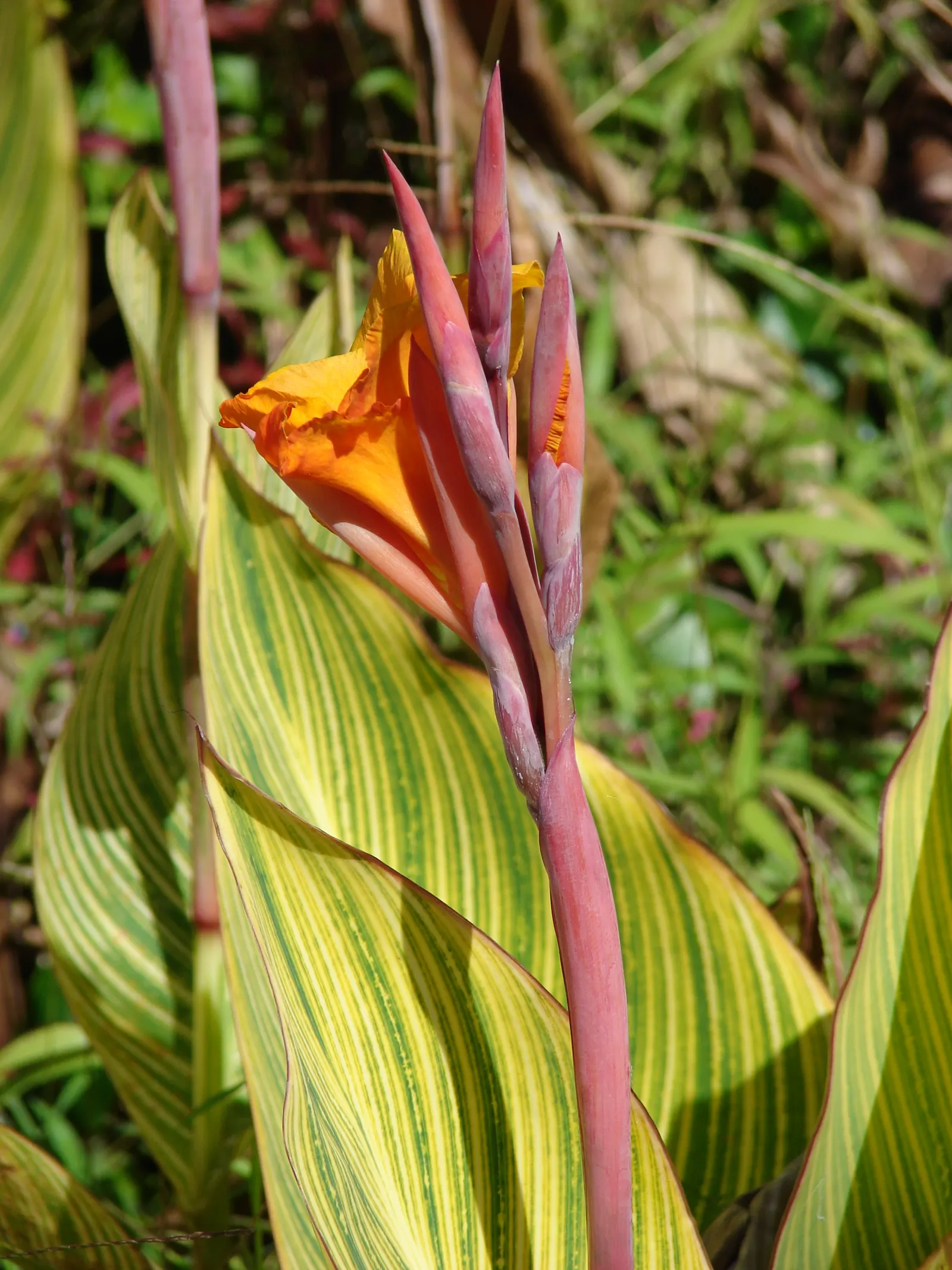 Canna (Canna X Generalis) — perennial for full or half; making them an economical and enduring choice.<br><br>Note: Measurements provided are in, image 78