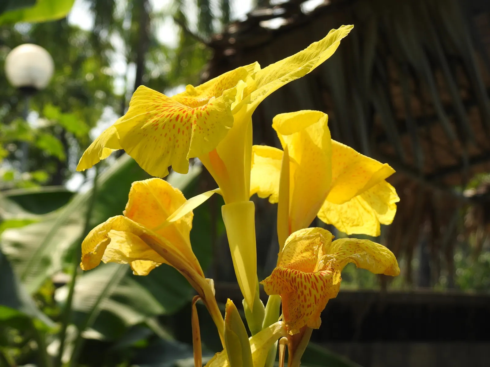 Canna (Canna X Generalis) — with a spread of 1.5 to 3 feet.<br><br>Flowering from mid-summer to the first frost; benefiting pollinators like hummingbirds and