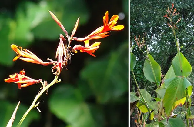 Canna (Canna X Generalis) — Their rhizomatous root system enables easy propagation
