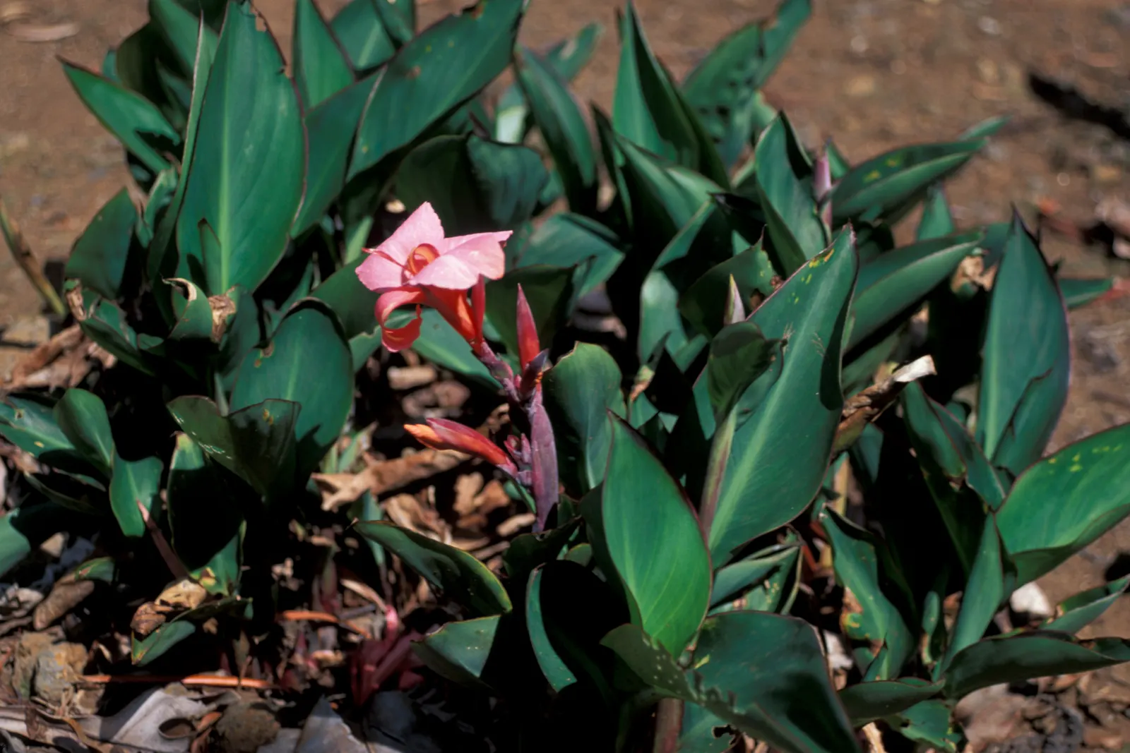 Canna (Canna X Generalis) — each flower intricately spotted or speckled; cannas are perennials in warmer climates and can be overwintered indoors in colder