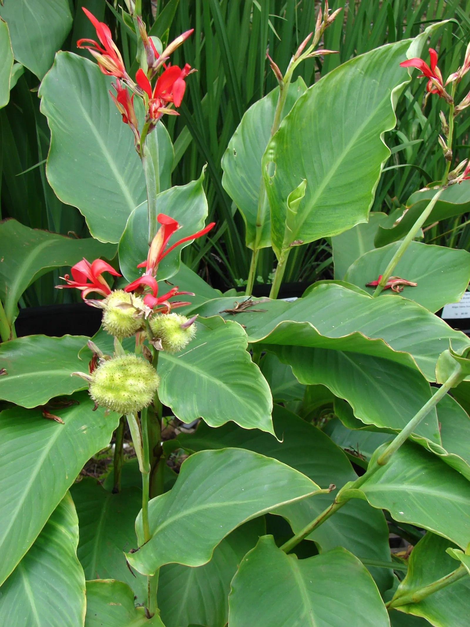Canna (Canna X Generalis) — Their vibrant presence ideally suits borders; typically reaching heights of 1.5 to 6 feet