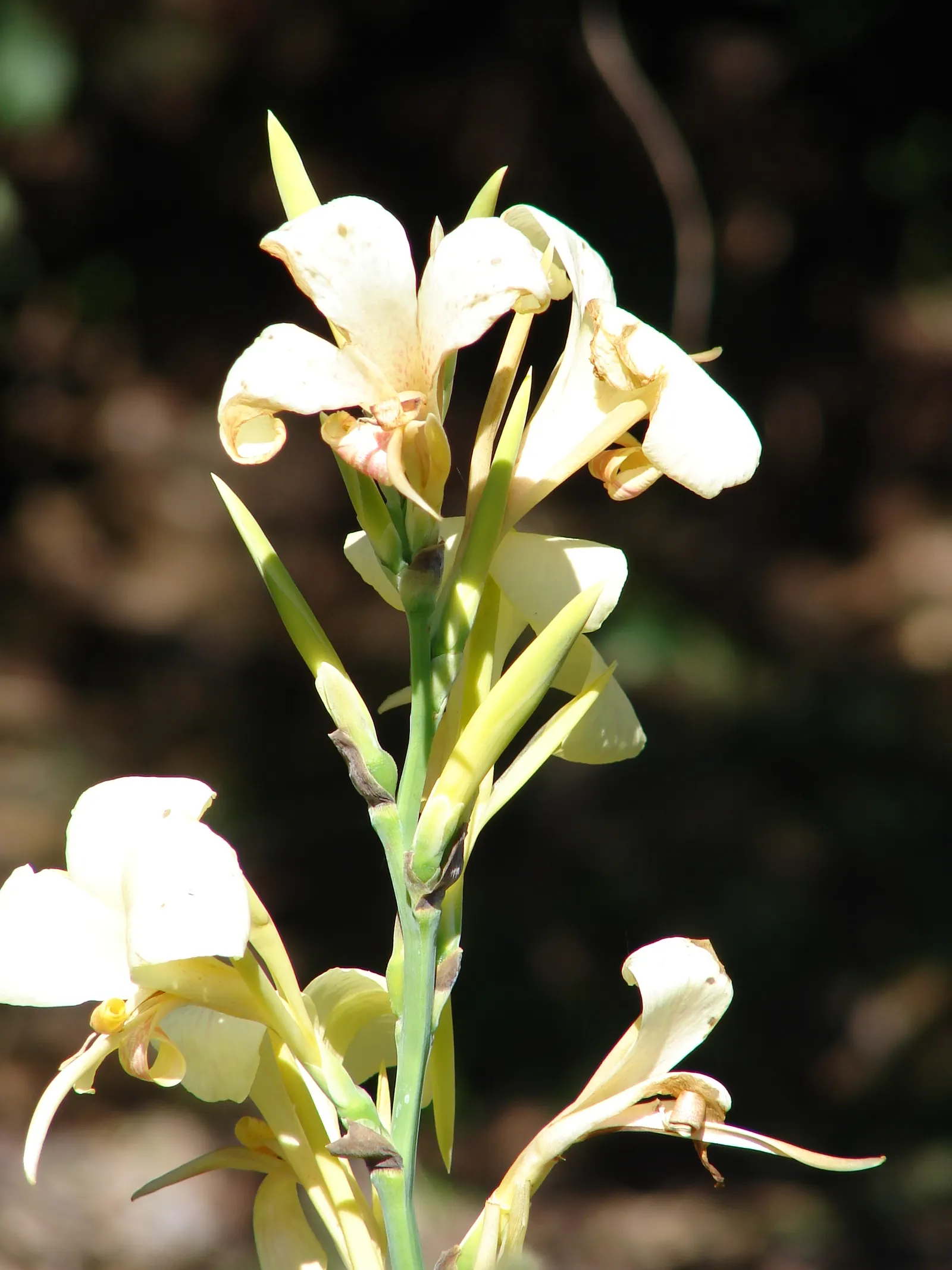 Canna (Canna X Generalis) — typically reaching heights of 1.5 to 6 feet