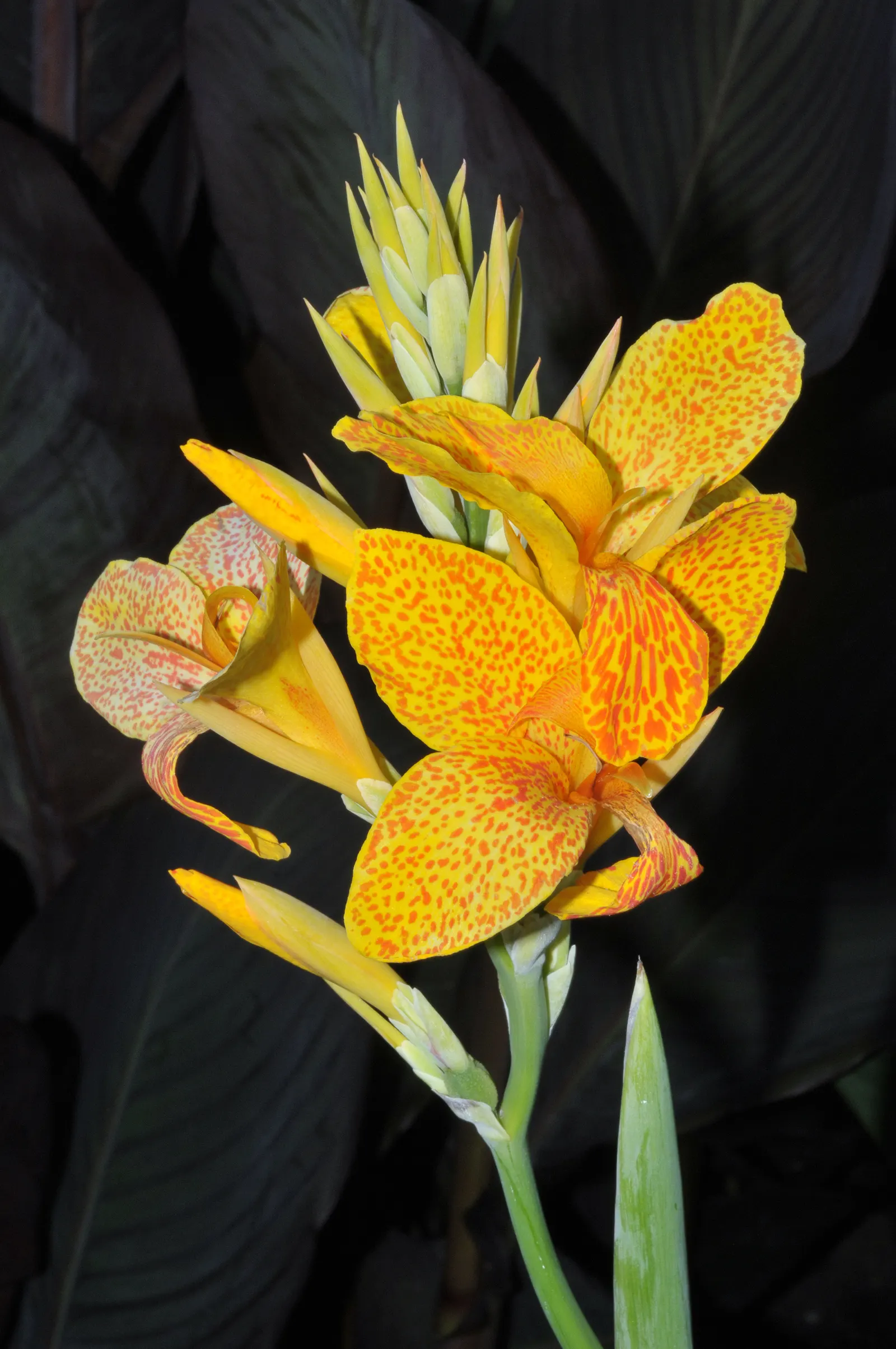Canna (Canna X Generalis) — commonly referred to as the canna lily; commonly known as Canna Lily