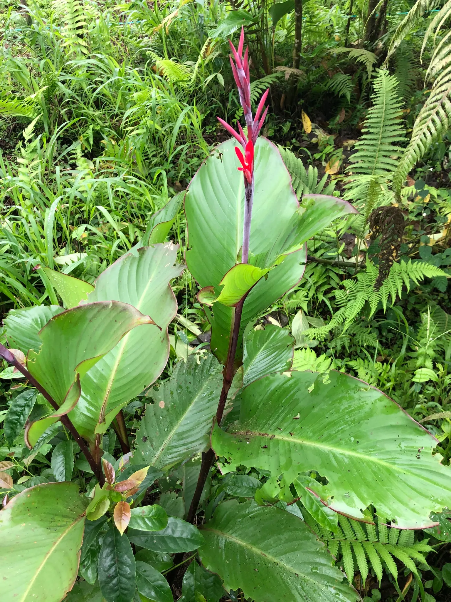 Canna (Canna X Generalis) — each flower intricately spotted or speckled; cannas are perennials in warmer climates and can be overwintered indoors, image 120