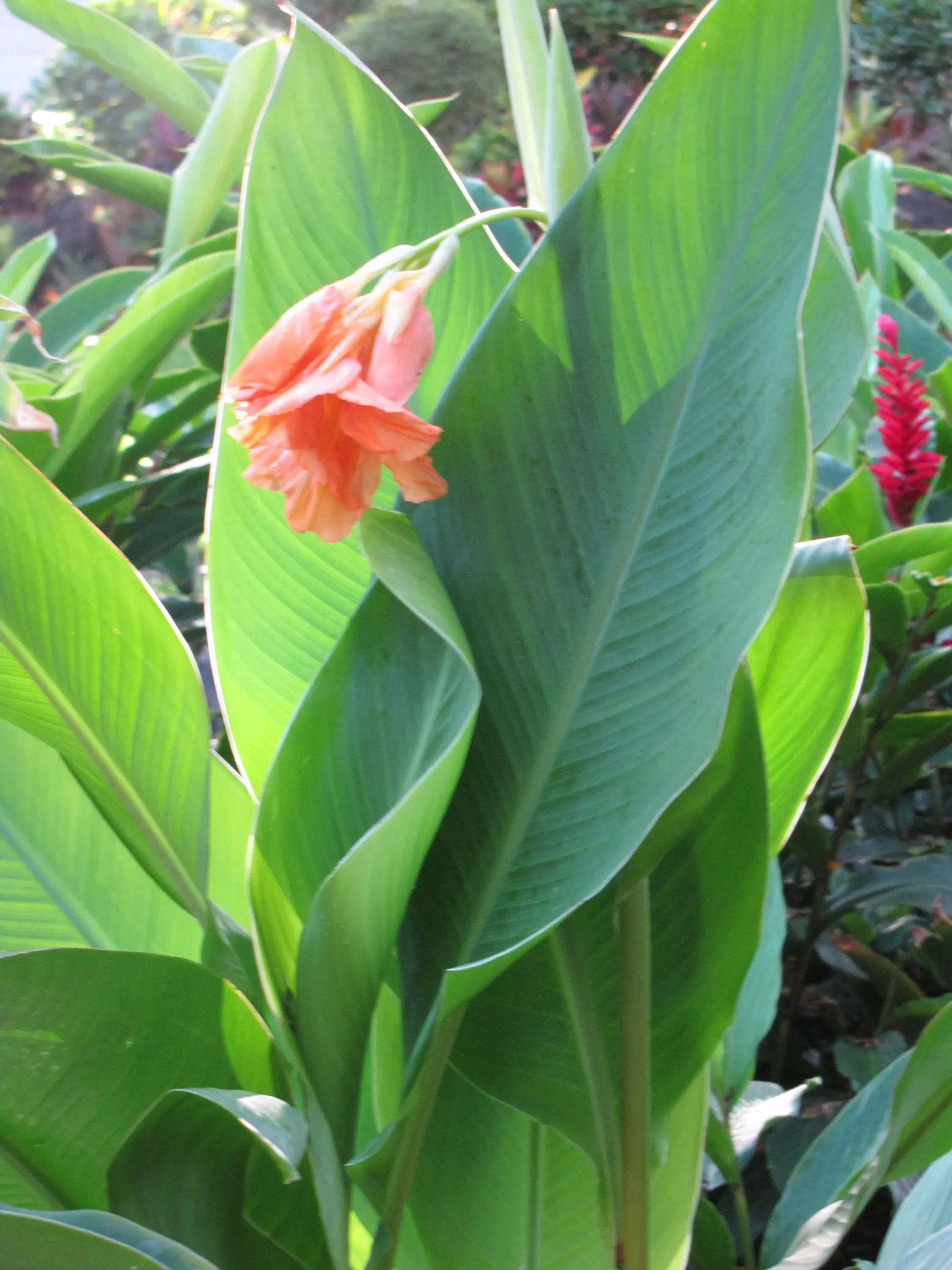 Canna (Canna X Generalis) — These robust perennials thrive in USDA hardiness zones 7 to 10, preferring full sun to partial shade; they require well-draining
