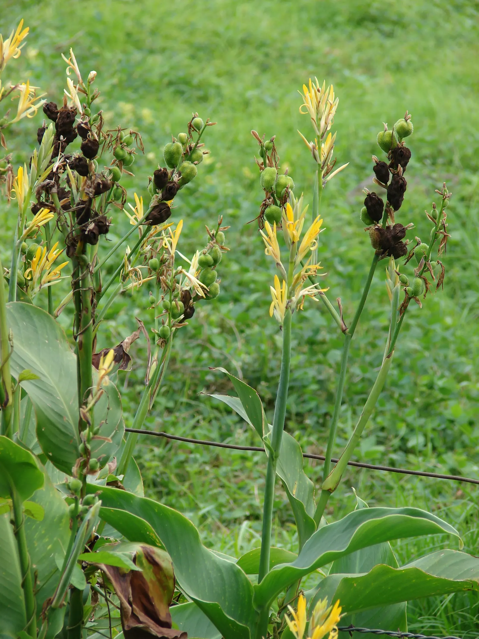 Canna (Canna X Generalis) — Cannas are perennials in warmer climates and can be overwintered indoors in colder regions; their vibrant presence, image 135