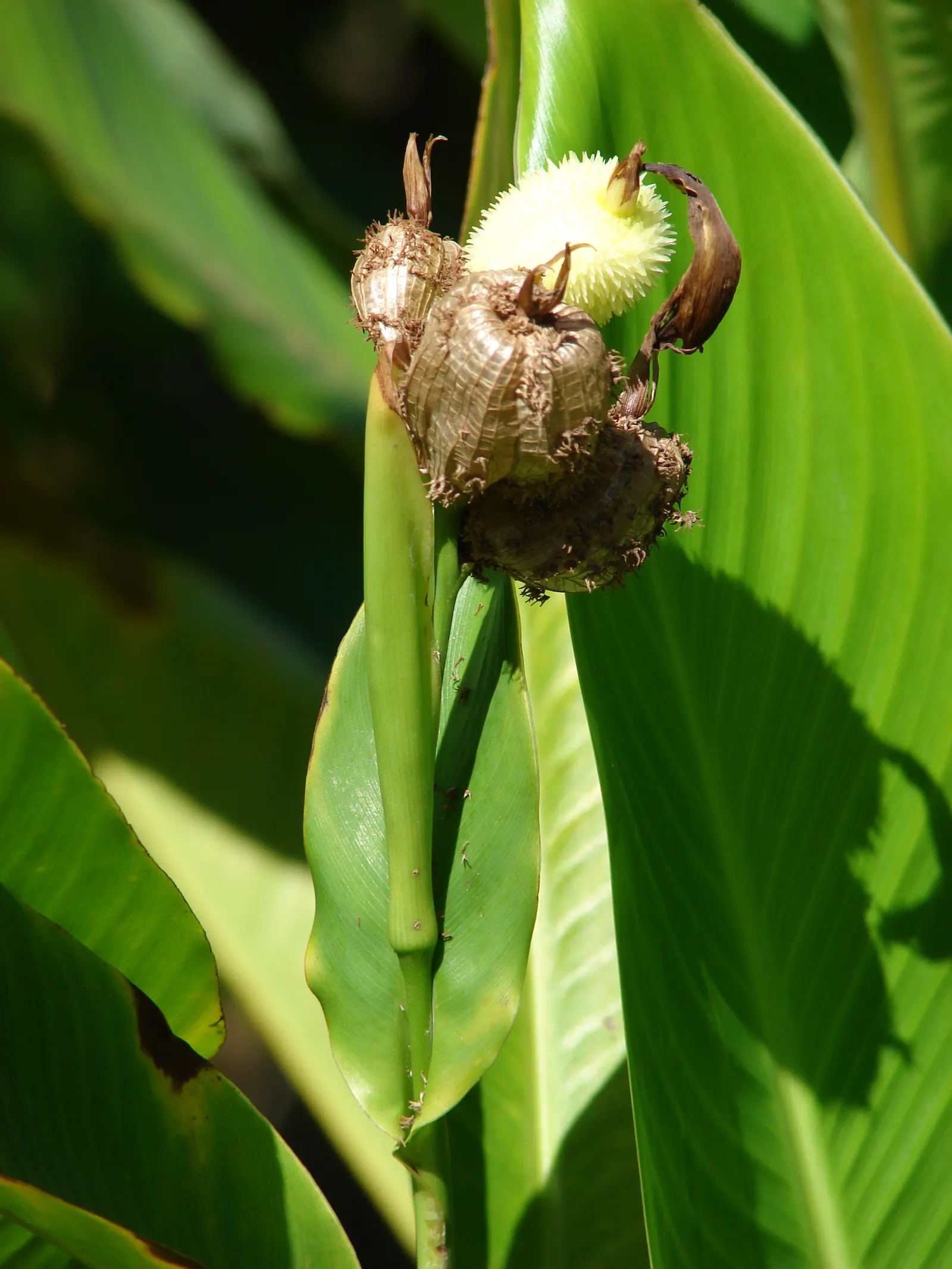 Canna (Canna X Generalis) — red flowers in the garden; the leaves are large and paddle-shaped, image 102