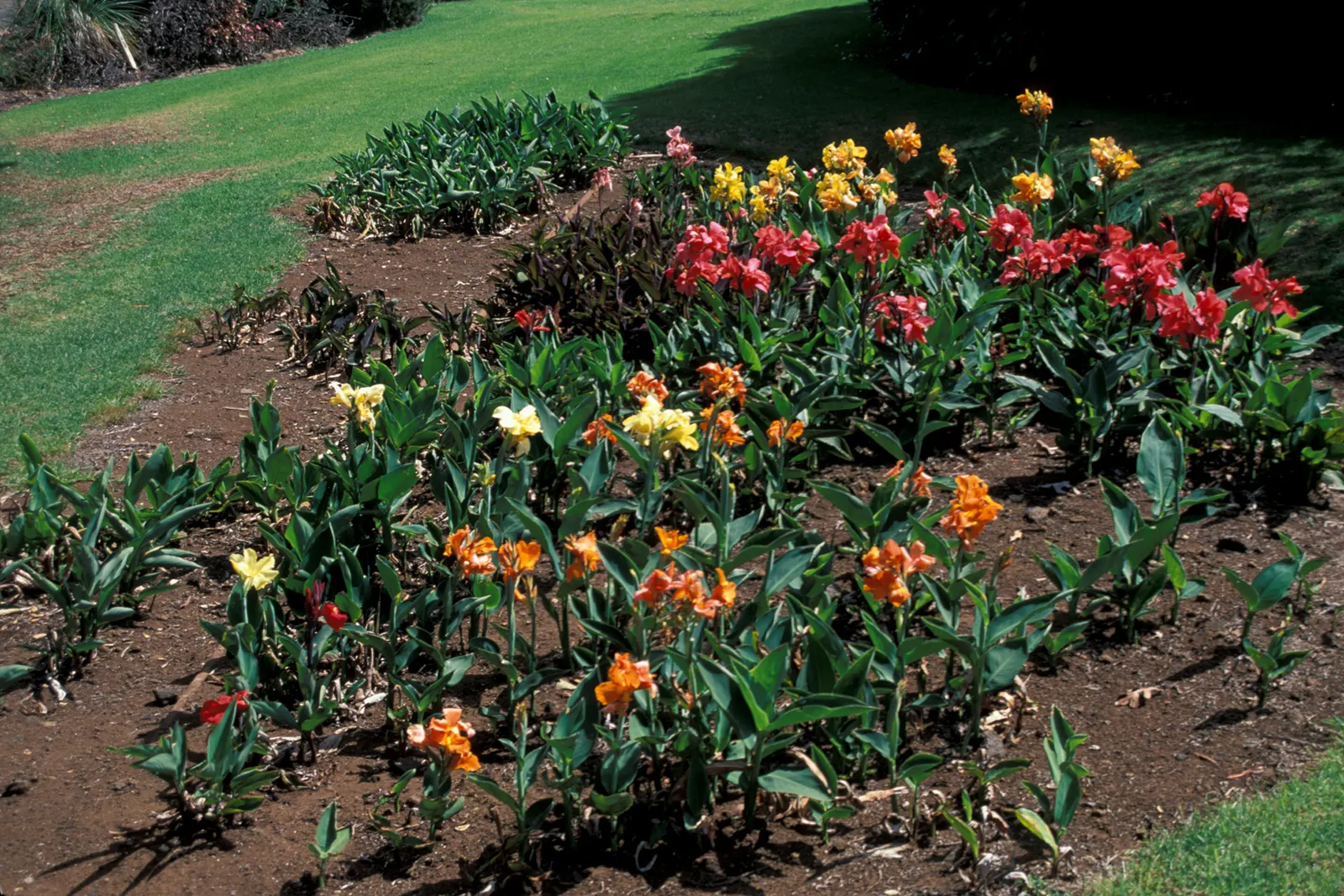 Canna (Canna X Generalis) — benefiting pollinators like hummingbirds and butterflies; they create a dense clump, image 147