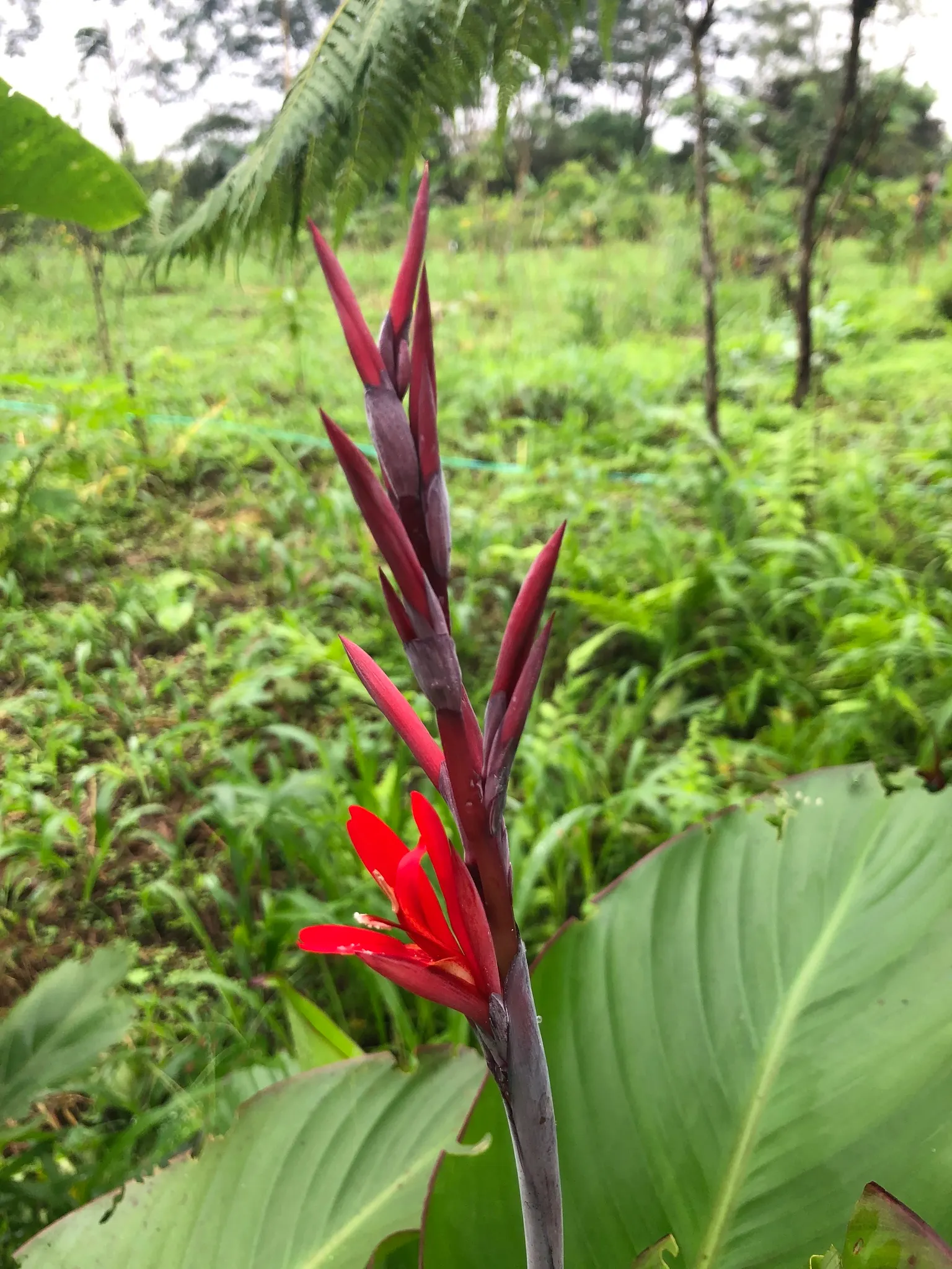 Canna (Canna X Generalis) — is a striking ornamental plant that brings a splash of tropical flair to any landscape design