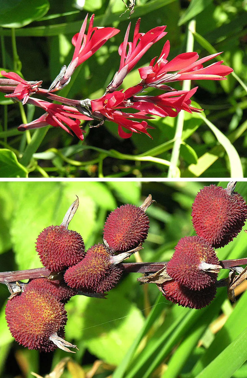 Canna (Canna X Generalis) — often multicolored flowers atop stems ranging 1.5-8 feet high; these robust perennials thrive in USDA hardiness zones 7, image 107