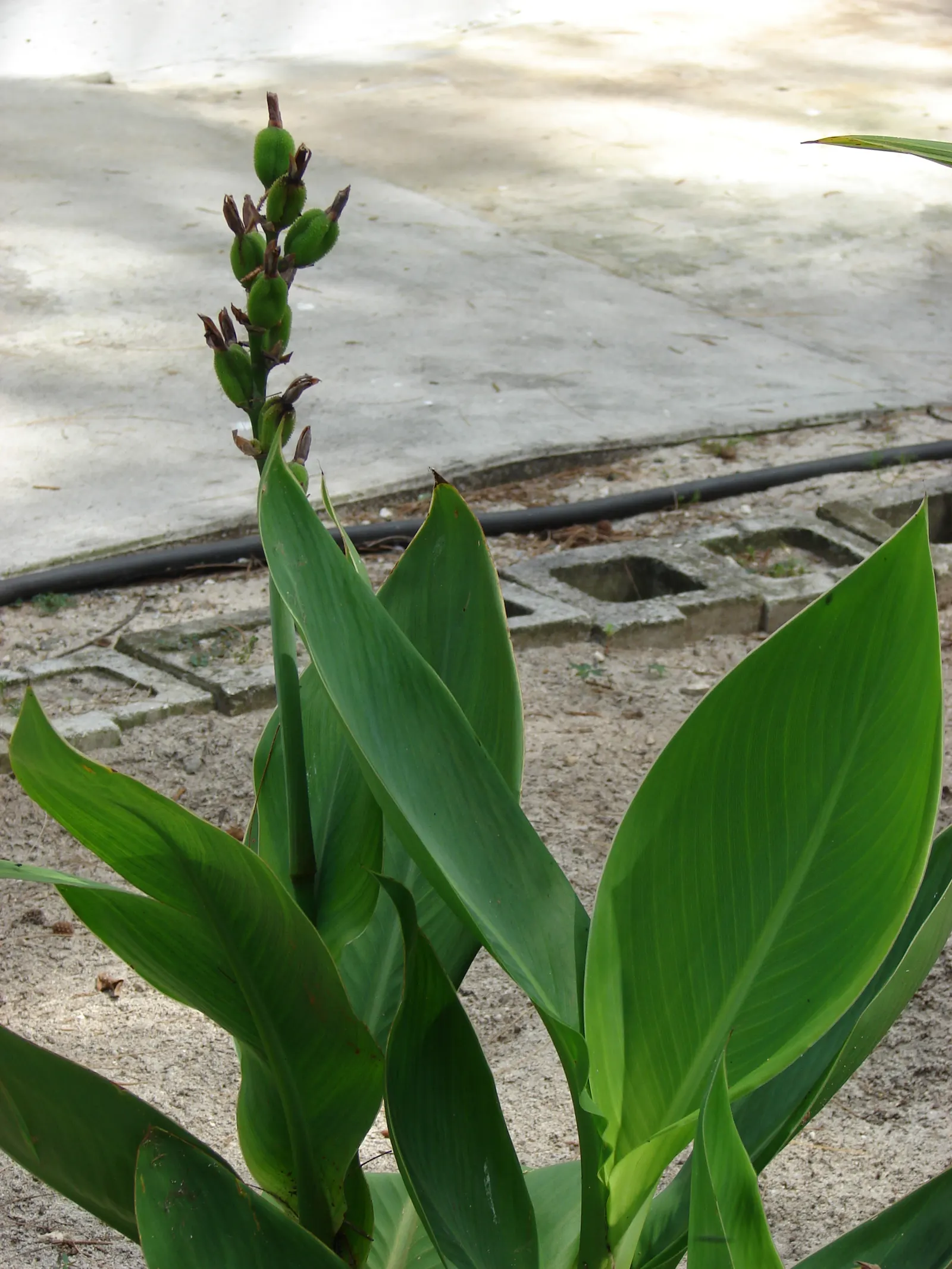 Canna (Canna X Generalis) — often boasting hues of green to bronze and even variegated stripes; the Canna produces blossoms in a palette of red, image 114