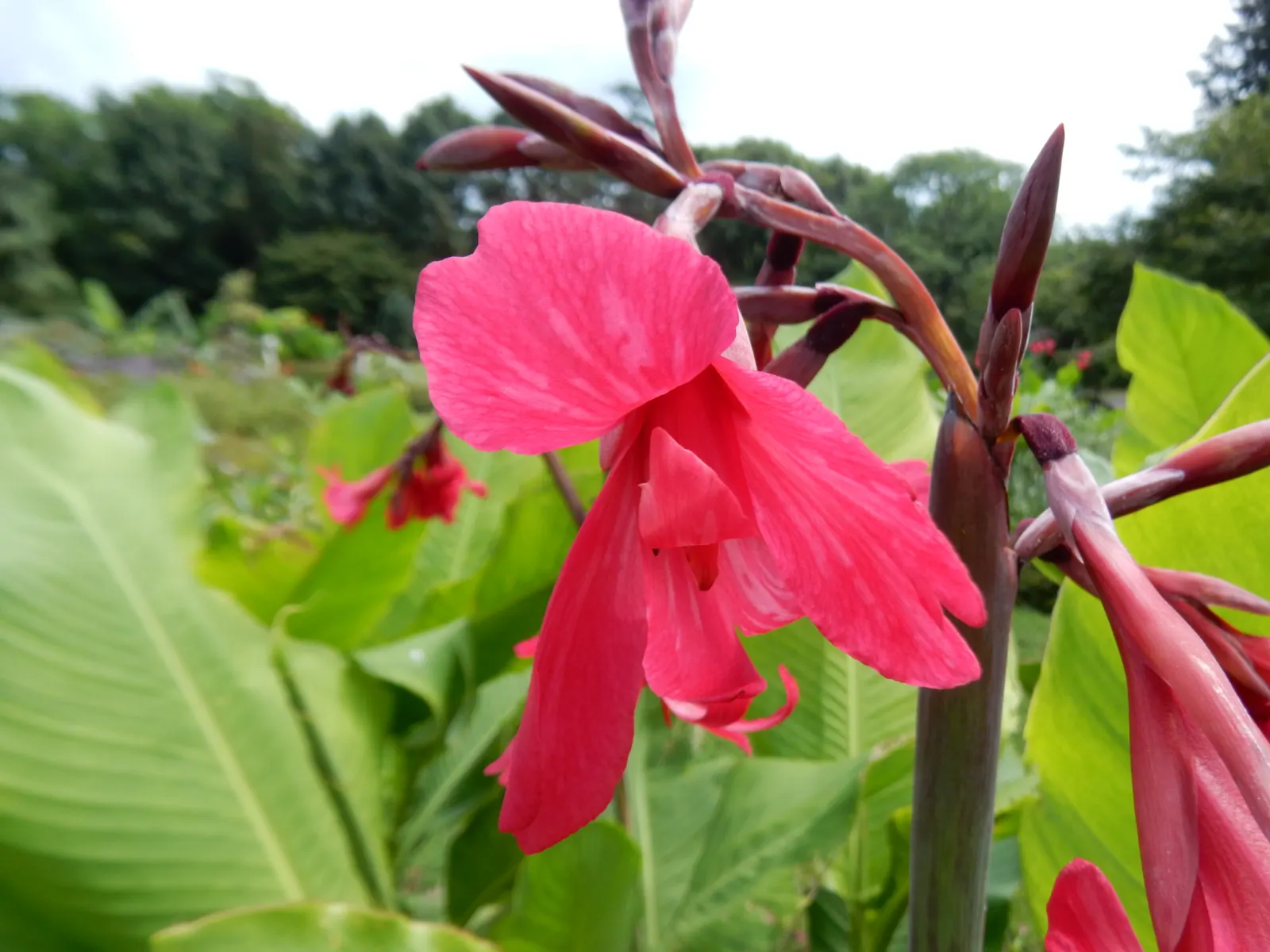 Canna (Canna X Generalis) — commonly referred to as the canna lily; commonly known as Canna Lily, image 60