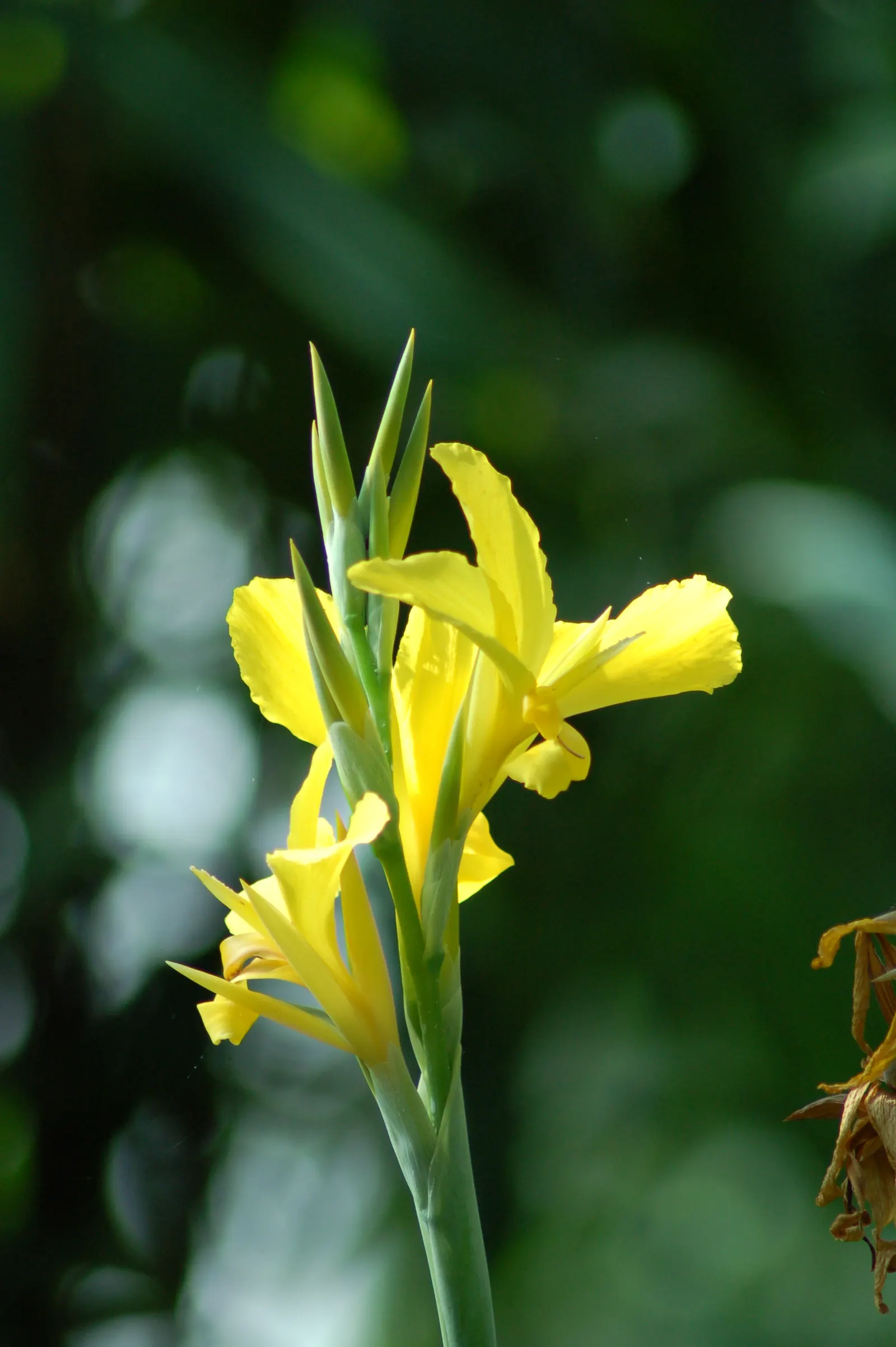 Canna (Canna X Generalis) — The leaves are large and paddle-shaped; commonly referred to as the canna lily