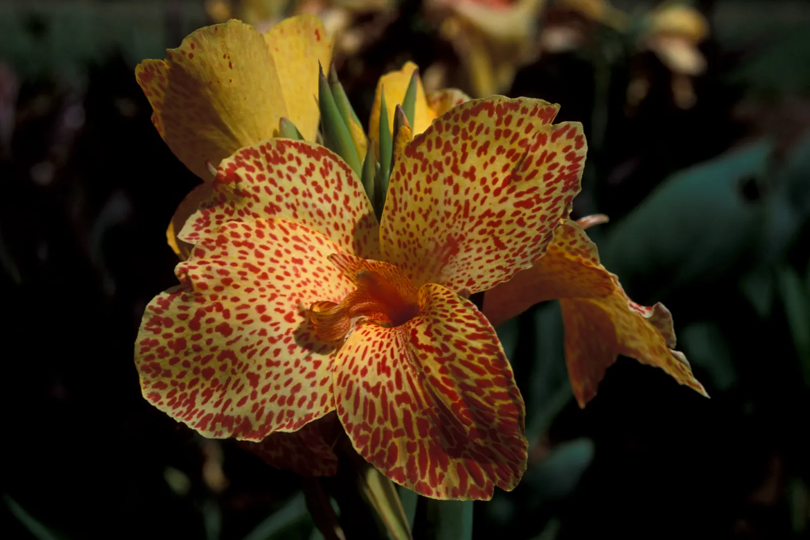 Canna (Canna X Generalis) — They create a dense clump; often multicolored flowers atop stems ranging 1.5-8 feet high, image 142