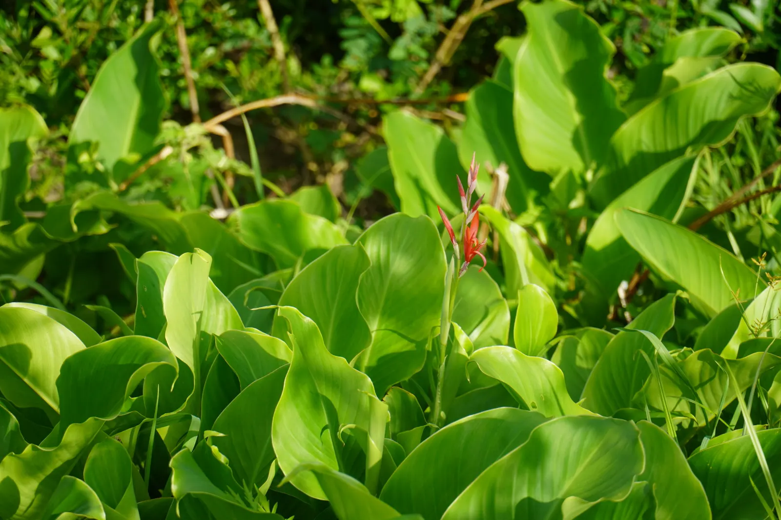 Canna (Canna X Generalis) — Cannas offer year-round interest due to their perennial nature; with a spread of 1.5 to 3 feet.<br><br>Flowering from, image 99