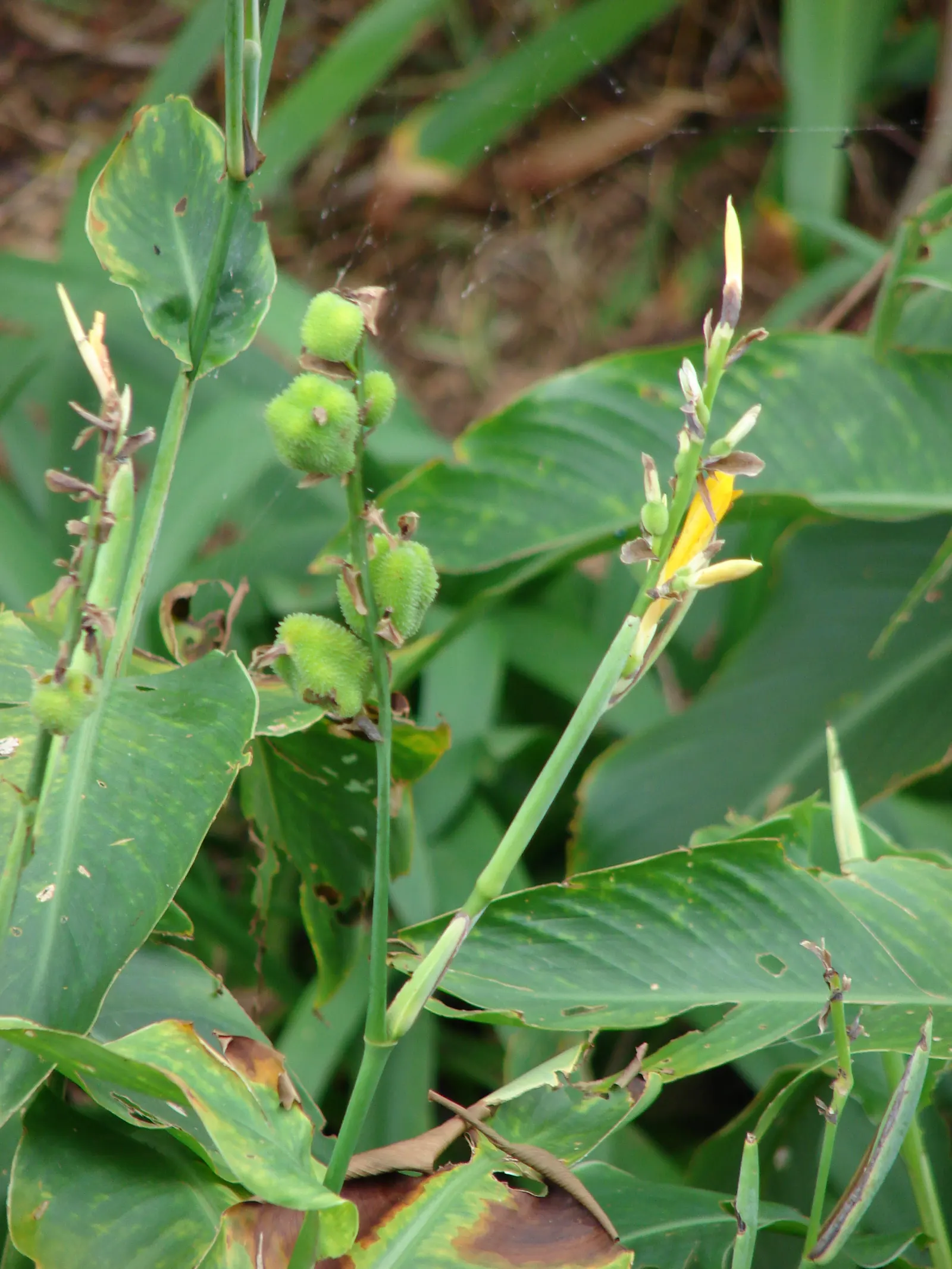 Canna (Canna X Generalis) — commonly referred to as the canna lily; commonly known as Canna Lily, image 86