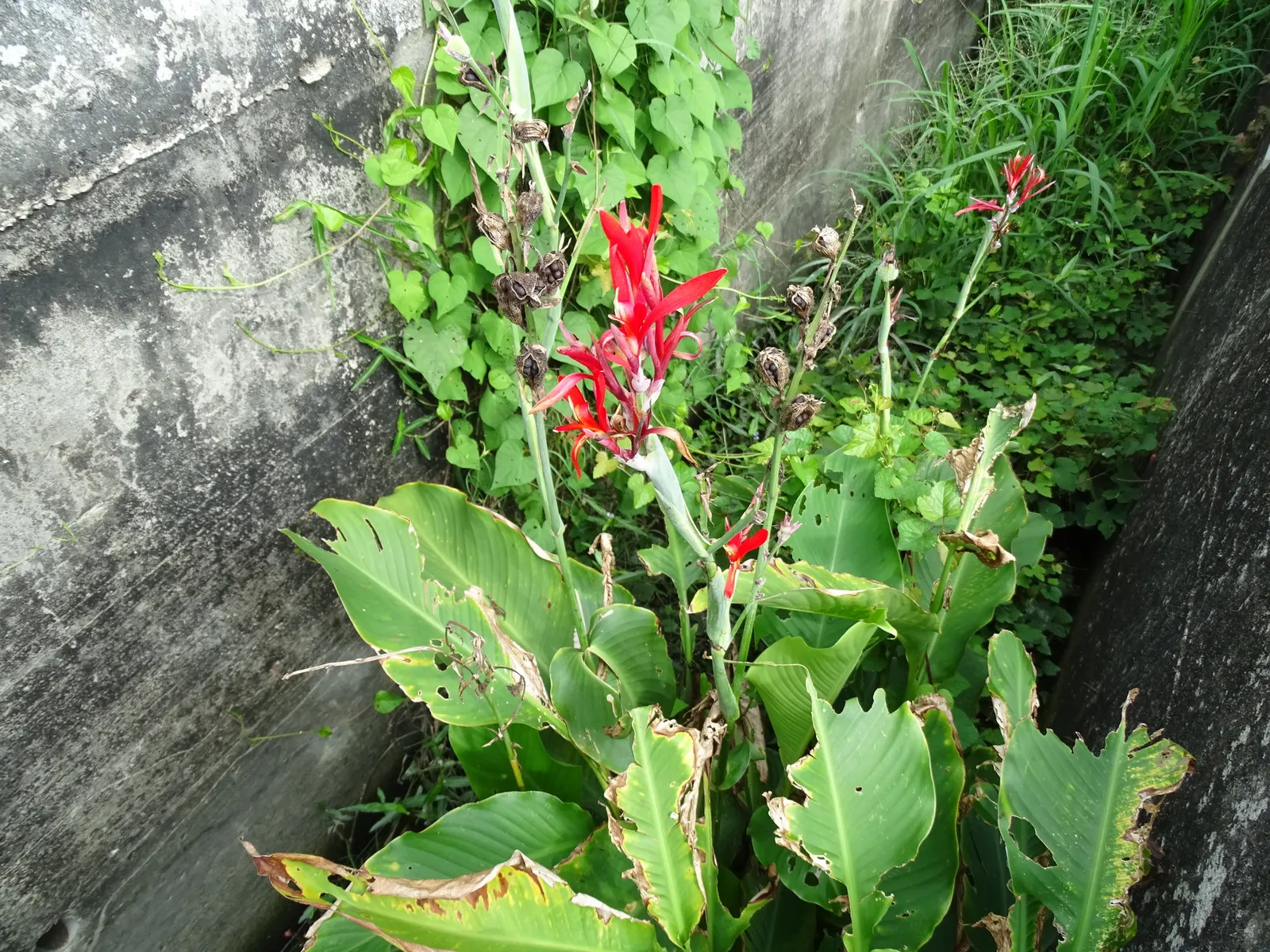 Canna (Canna X Generalis) — typically reaching heights of 1.5 to 6 feet; often boasting hues of green to bronze and even variegated stripes, image 65