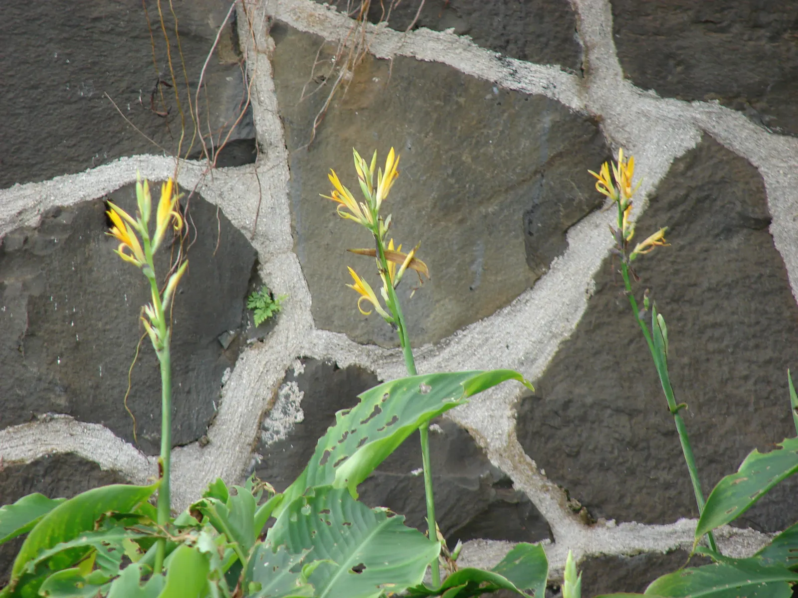 Canna (Canna X Generalis) — Thriving in full sun to partial shade, they require moist, well-drained soil; perennial with red blooms, image 108