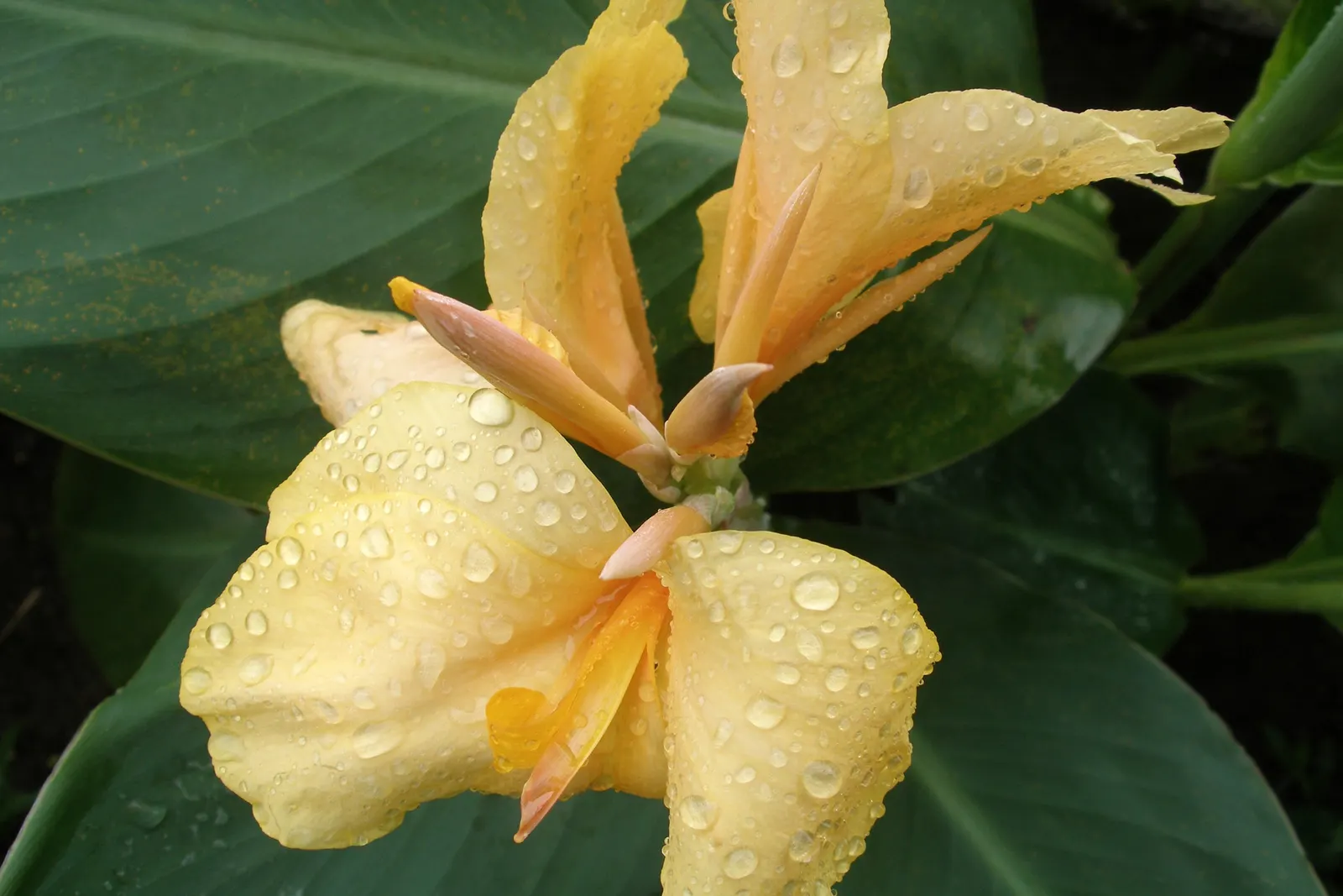 Canna (Canna X Generalis) — tropical foliage and bold