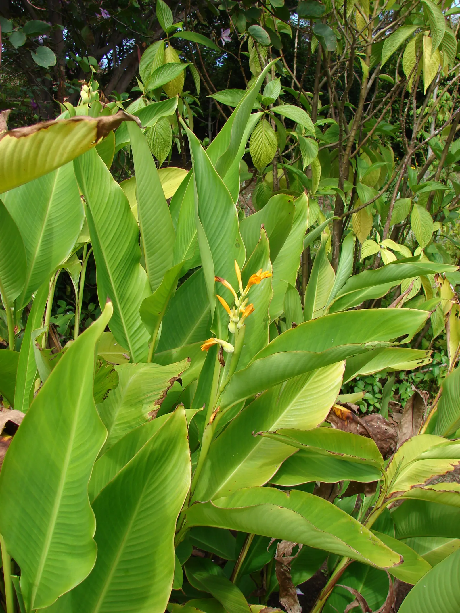 Canna (Canna X Generalis) — commonly known as Canna Lily; thriving in full sun to partial shade, they require moist, well-drained soil
