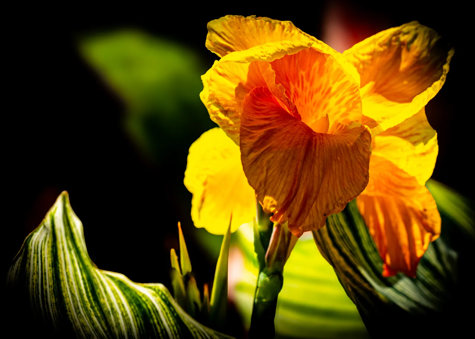 Canna (Canna X Generalis) — often multicolored flowers atop stems ranging 1.5-8 feet high; these robust perennials thrive in USDA hardiness zones 7 to 10