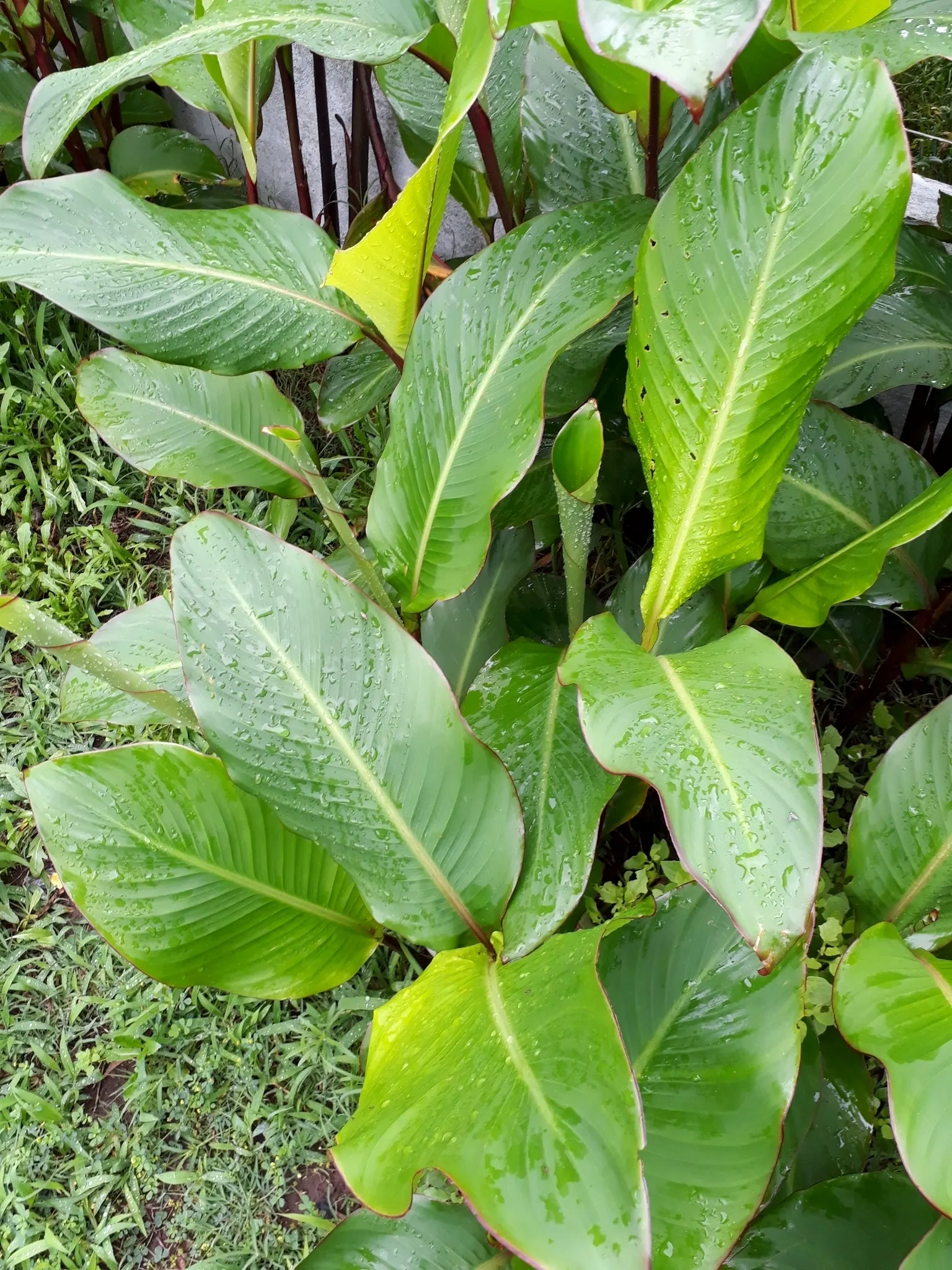 Canna (Canna X Generalis) — Cannas offer year-round interest due to their perennial nature