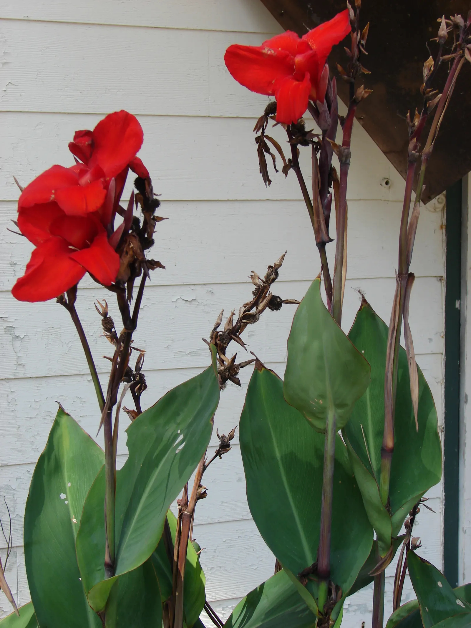 Canna (Canna X Generalis) — particularly during dry spells; is a striking ornamental plant that brings a splash of tropical flair to any landscape, image 124