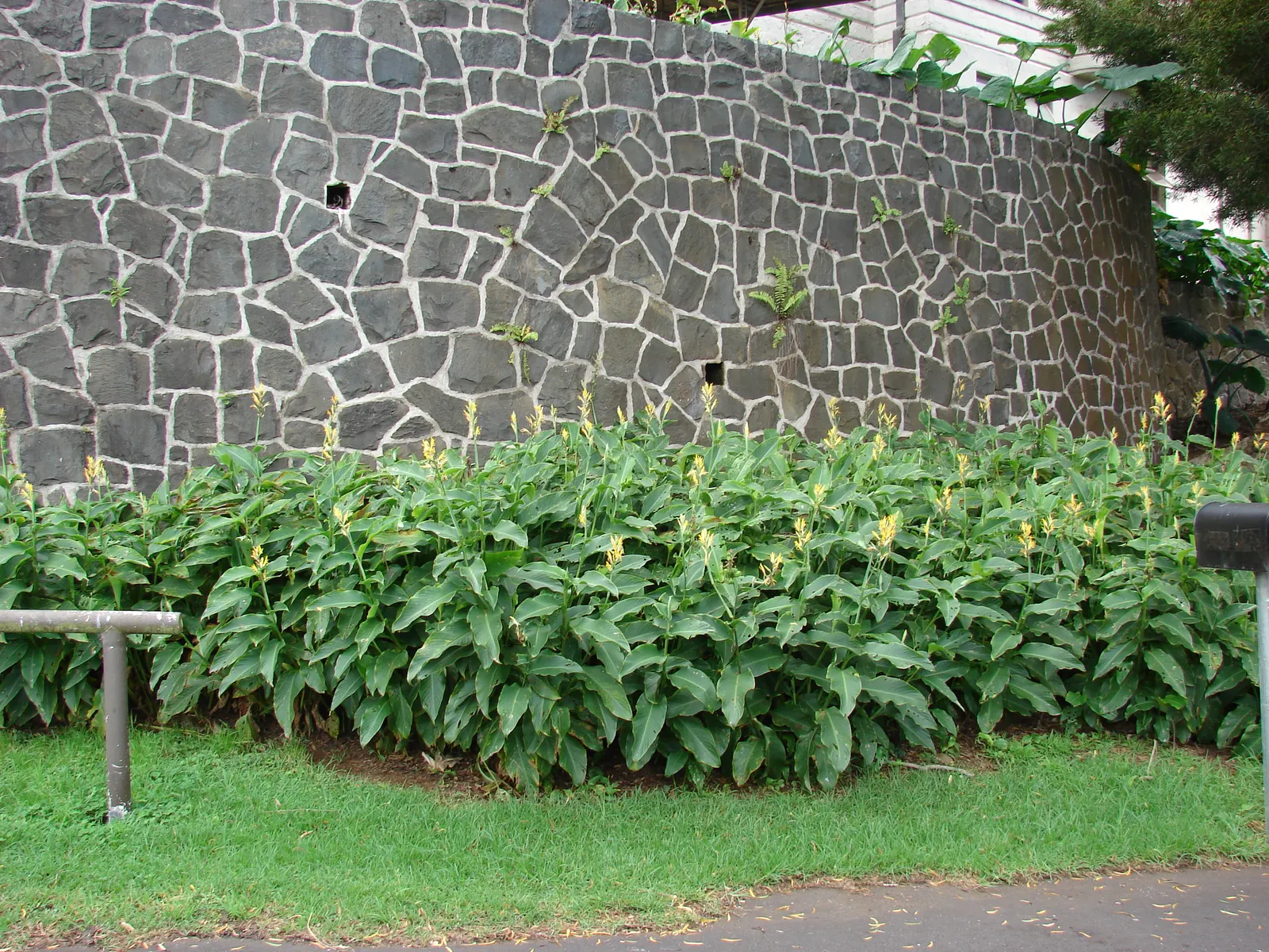 Canna (Canna X Generalis) — Their rhizomatous root system enables easy propagation; cannas offer year-round interest due to their perennial nature, image 74