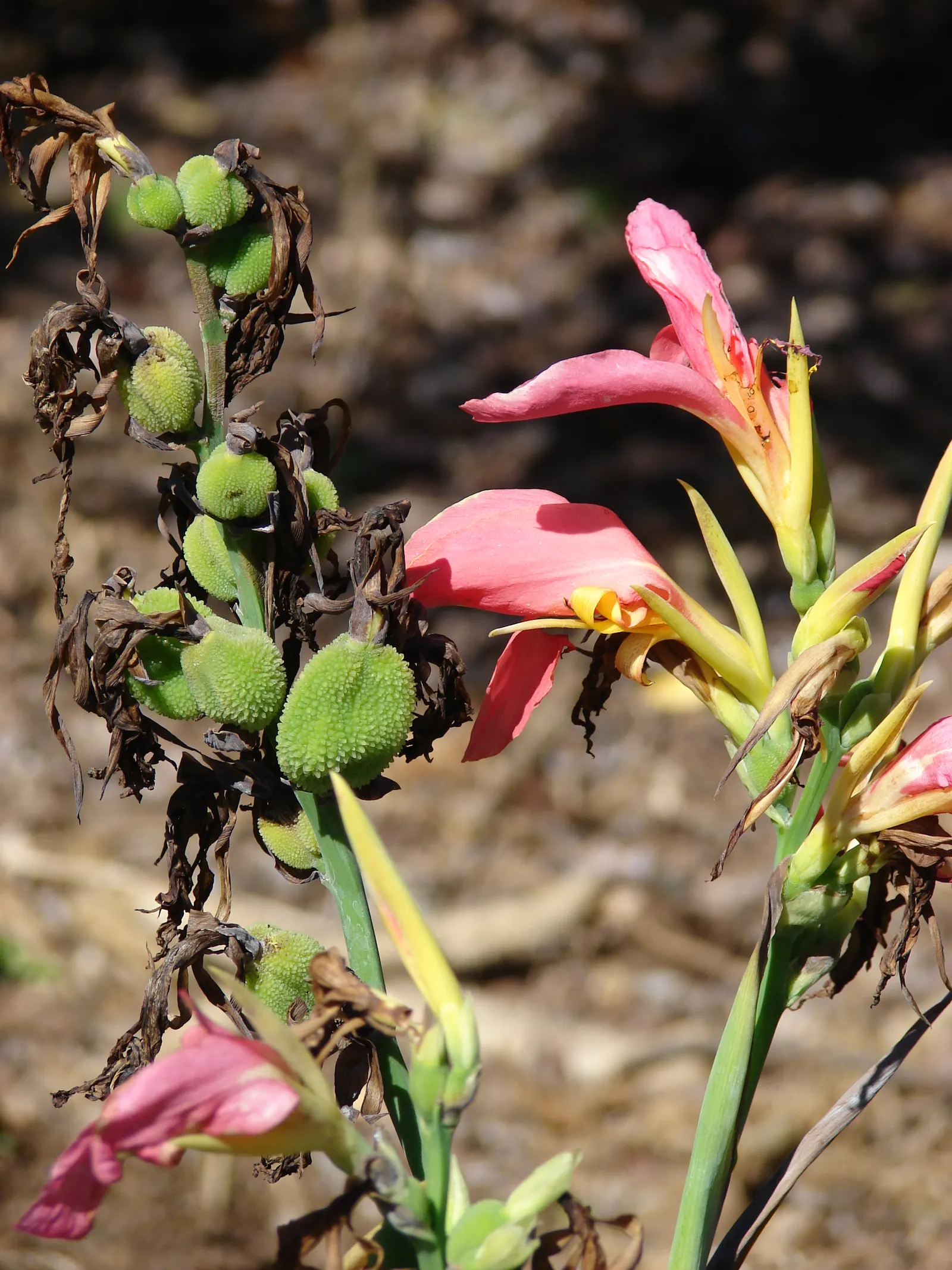 Canna (Canna X Generalis) — tropical foliage and bold; which make them a visual centerpiece in garden beds, image 54