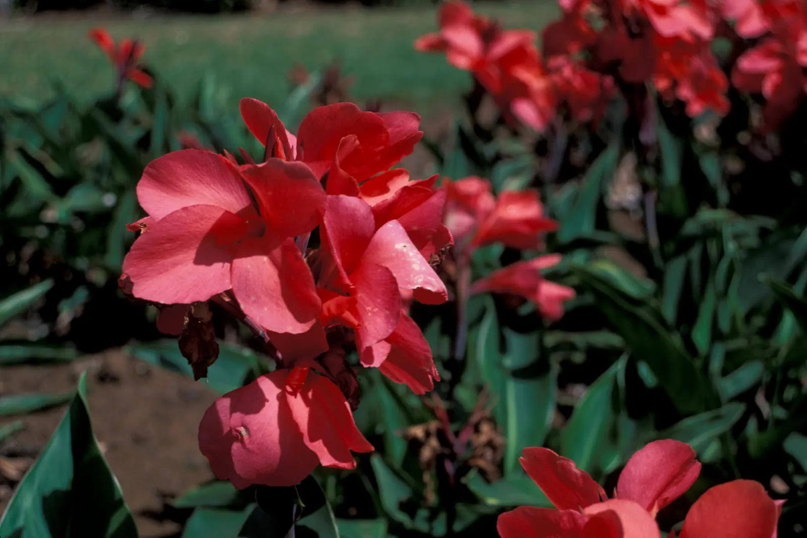 Canna (Canna X Generalis) — often boasting hues of green to bronze and even variegated stripes
