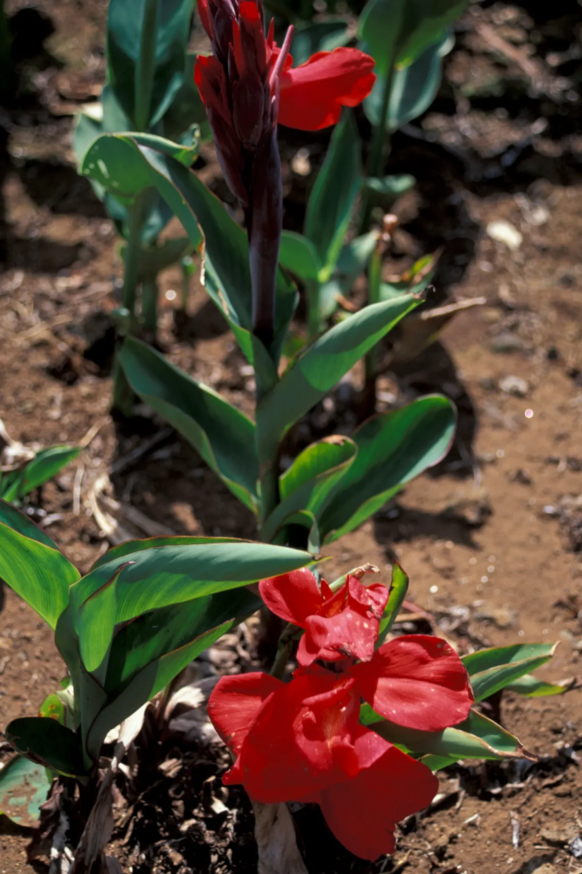 Canna (Canna X Generalis) — with a spread of 1.5 to 3 feet.<br><br>Flowering from mid-summer to the first frost; benefiting pollinators like, image 144