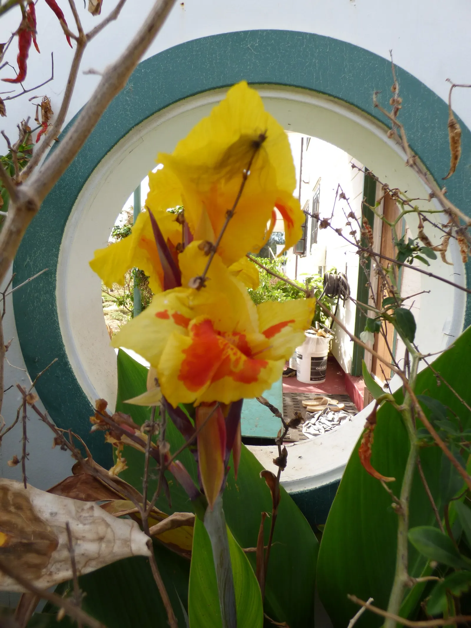Canna (Canna X Generalis) — They create a dense clump; often multicolored flowers atop stems ranging 1.5-8 feet high, image 116