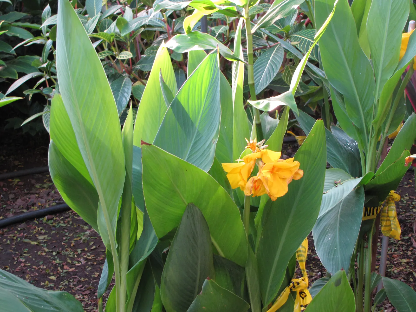 Canna (Canna X Generalis) — which make them a visual centerpiece in garden beds; their rhizomatous root system enables easy propagation, image 63