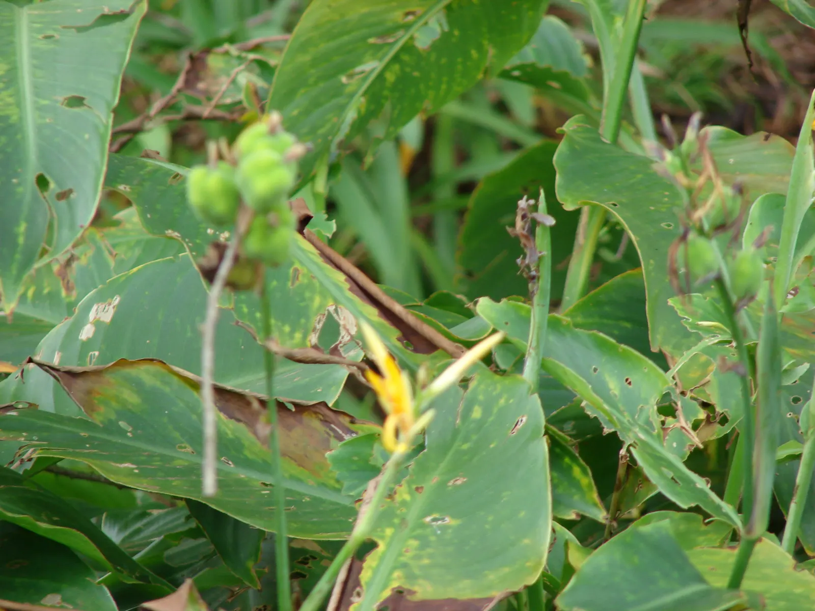 Canna (Canna X Generalis) — typically reaching heights of 1.5 to 6 feet; often boasting hues of green to bronze and even variegated stripes, image 117