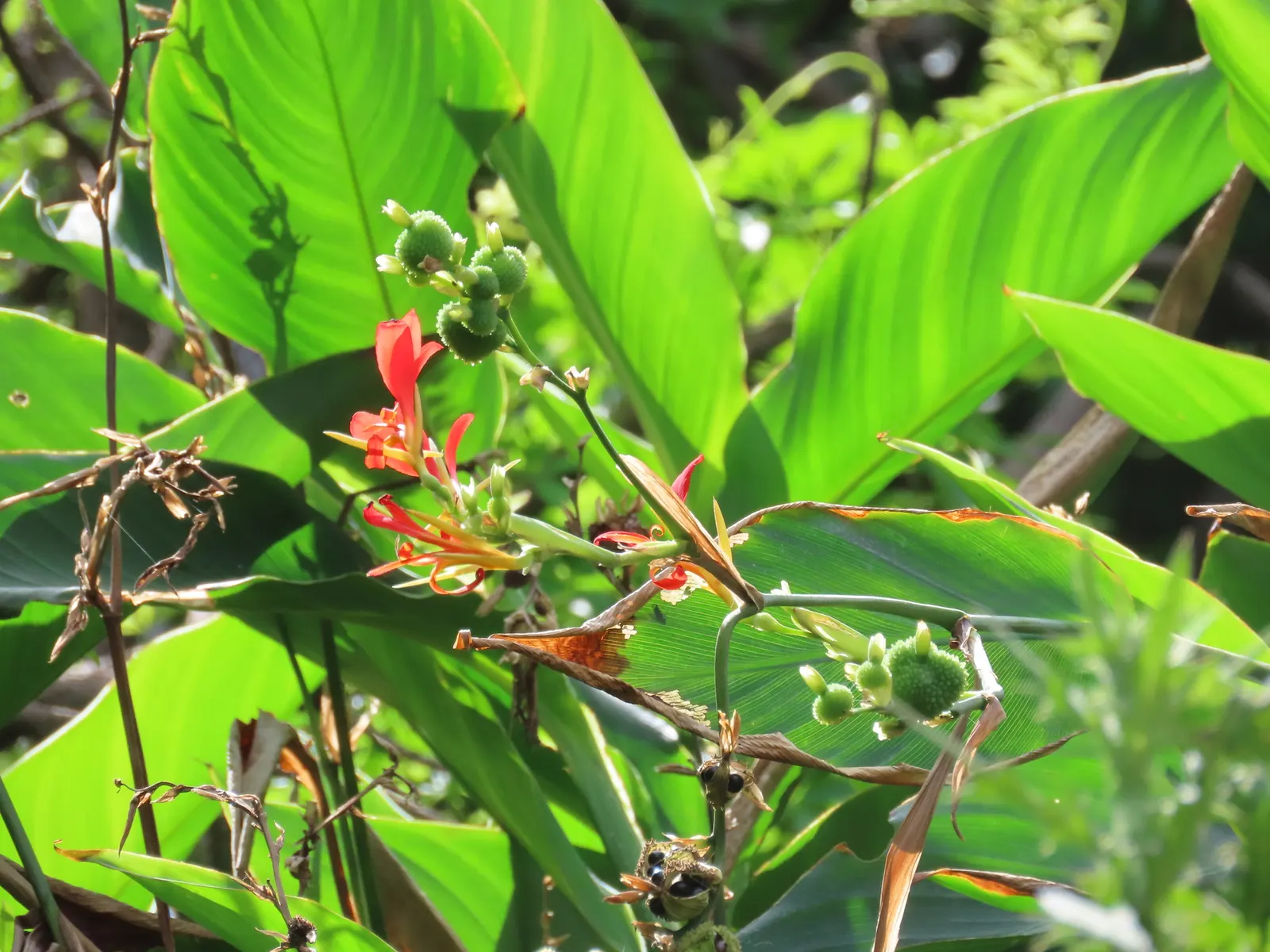Canna (Canna X Generalis) — is a striking ornamental plant that brings a splash of tropical flair to any landscape design; particularly during dry, image 137