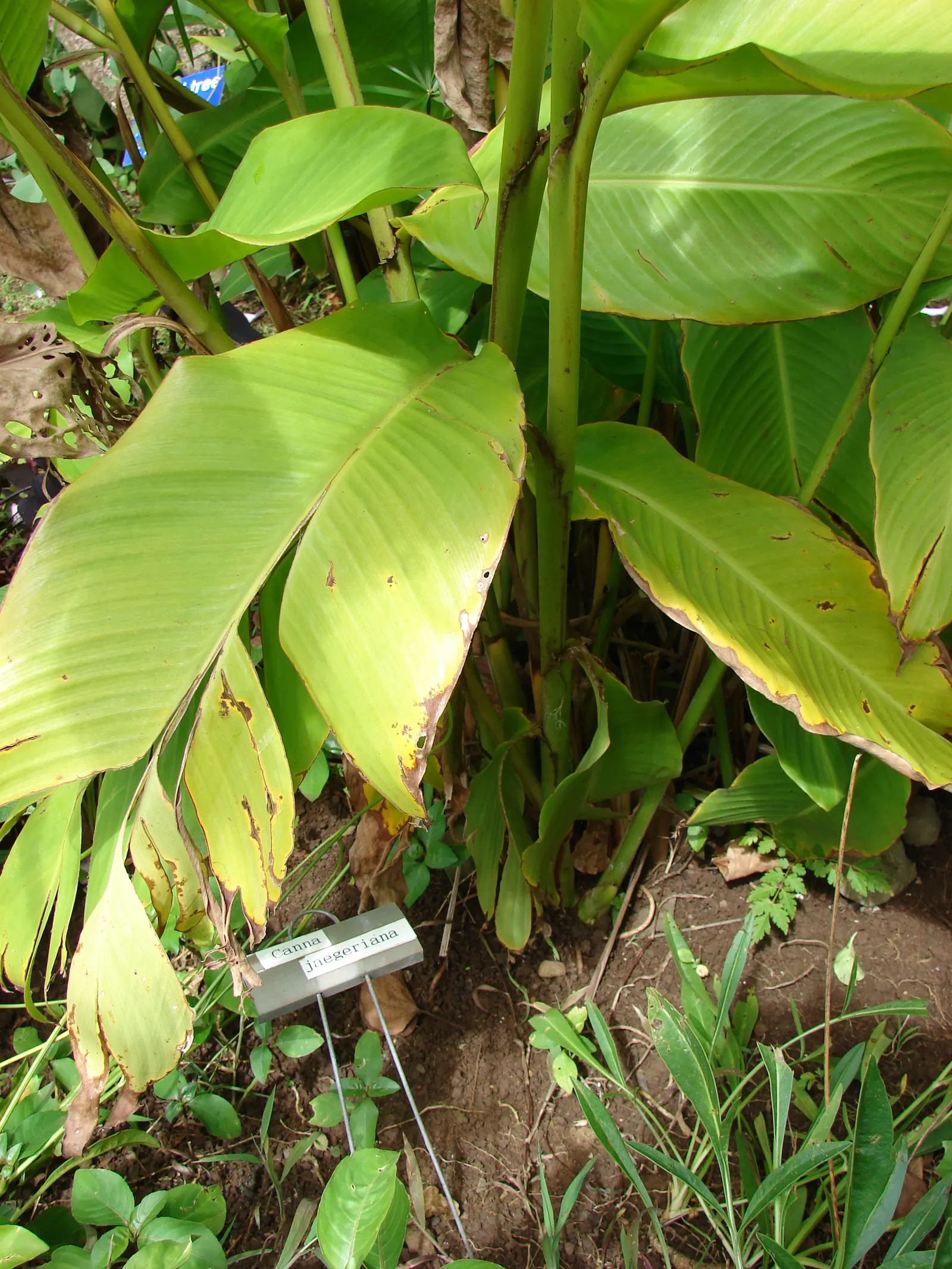 Canna (Canna X Generalis) — typically reaching heights of 1.5 to 6 feet; often boasting hues of green to bronze and even variegated stripes