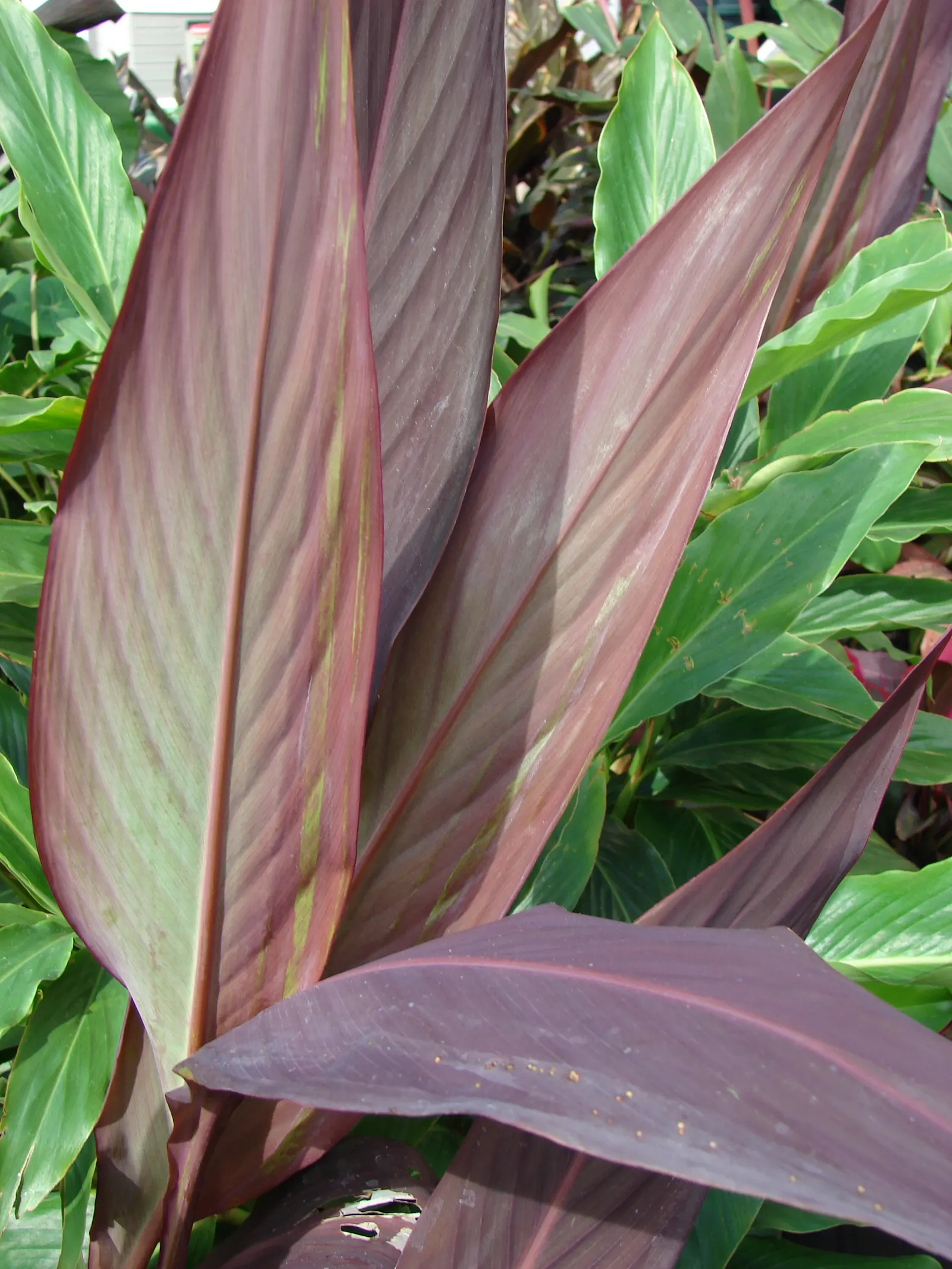 Canna (Canna X Generalis) — benefiting pollinators like hummingbirds and butterflies; they create a dense clump, image 69