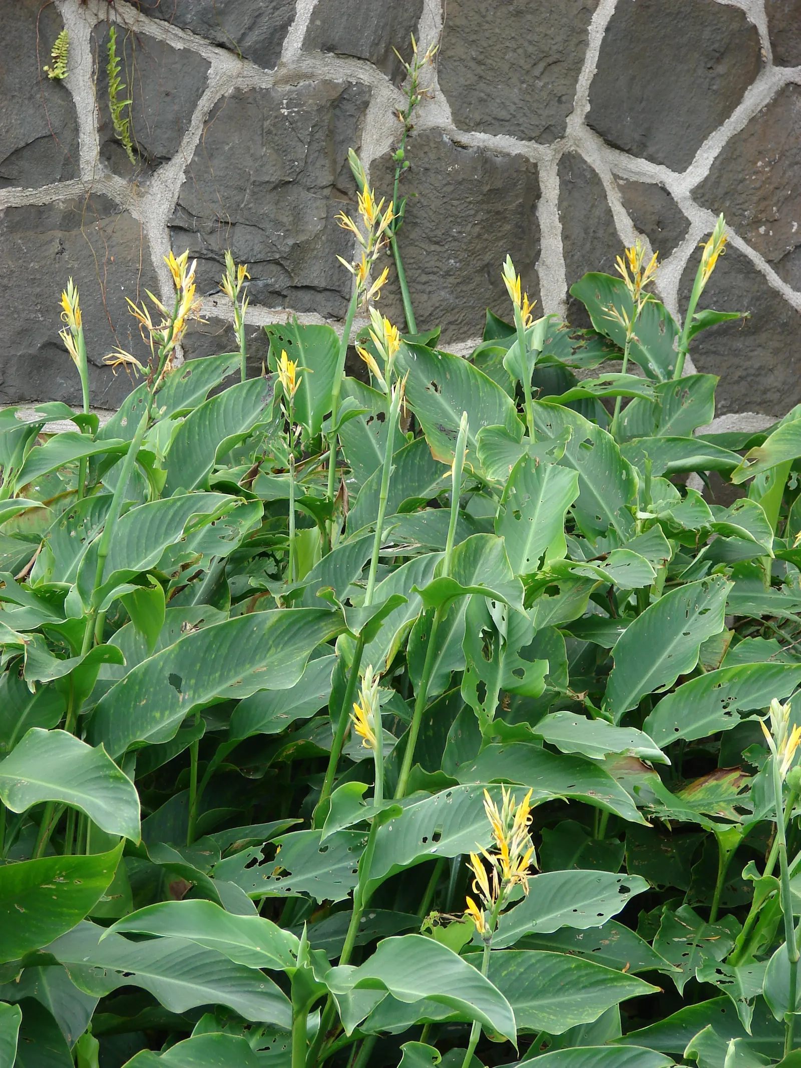 Canna (Canna X Generalis) — making them an economical and enduring choice.<br><br>Note: Measurements provided are in imperial units; tropical, image 127