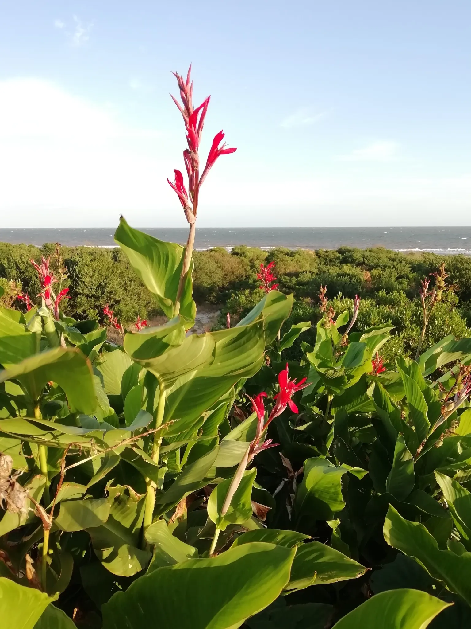 Canna (Canna X Generalis) — which make them a visual centerpiece in garden beds