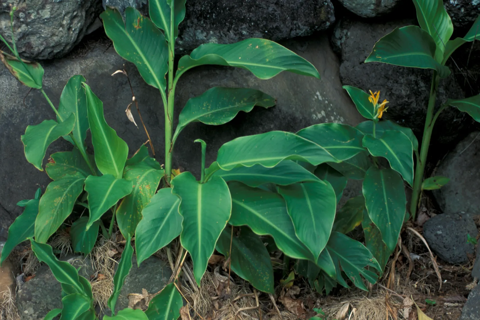 Canna (Canna X Generalis) — Cannas are perennials in warmer climates and can be overwintered indoors in colder regions; their vibrant presence, image 57
