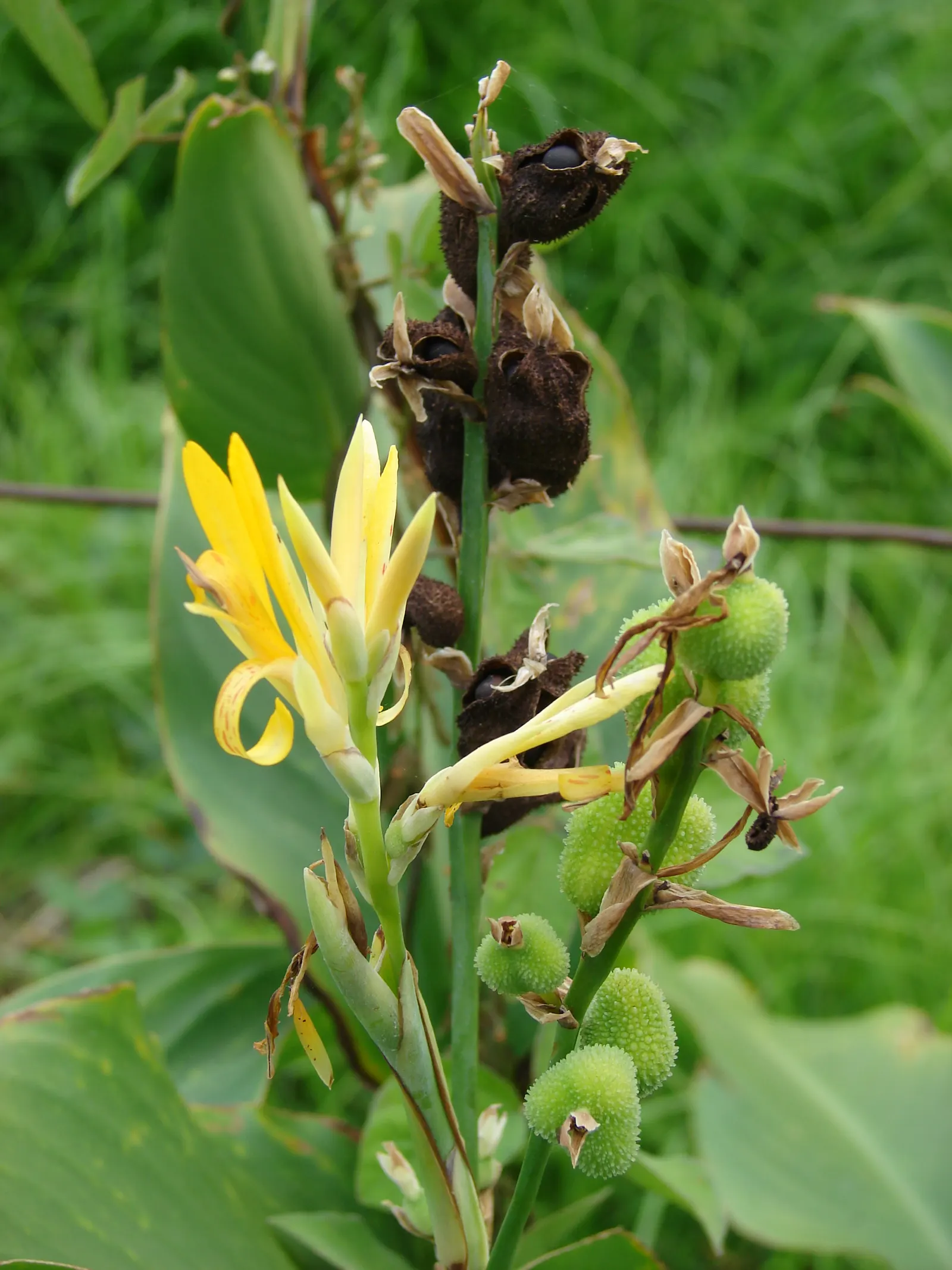 Canna (Canna X Generalis) — often multicolored flowers atop stems ranging 1.5-8 feet high; these robust perennials thrive in USDA hardiness zones 7, image 81