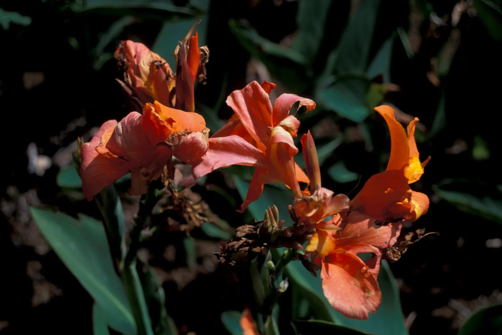 Canna (Canna X Generalis) — These robust perennials thrive in USDA hardiness zones 7 to 10, preferring full sun to partial shade; they require, image 148