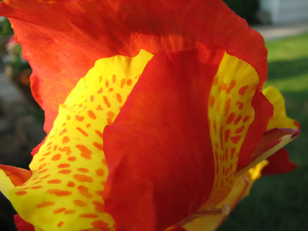 Canna (Canna X Generalis) — Thriving in full sun to partial shade, they require moist, well-drained soil; perennial with red blooms, image 56